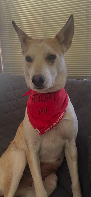 Enlarge Kleo, an adopted mixed breed in Sioux Falls, SD image 3/5