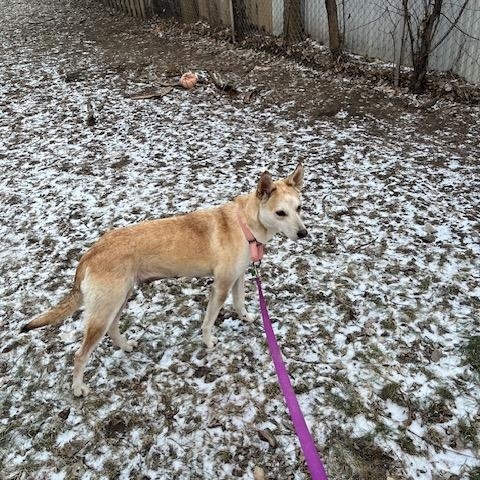 Enlarge Kleo, an adopted mixed breed in Sioux Falls, SD image 4/5