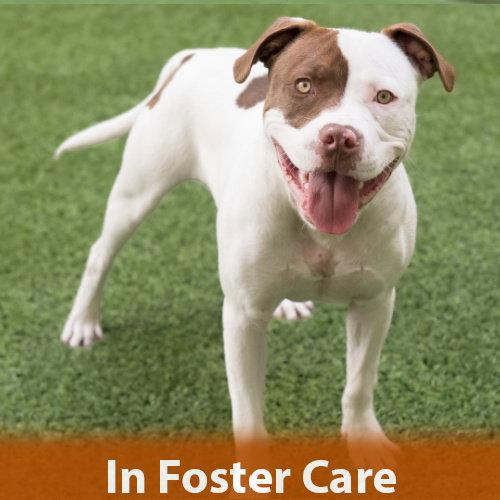 Enlarge Augie, a Adoptable Pit Bull Terrier in Burlingame, CA image 1/3
