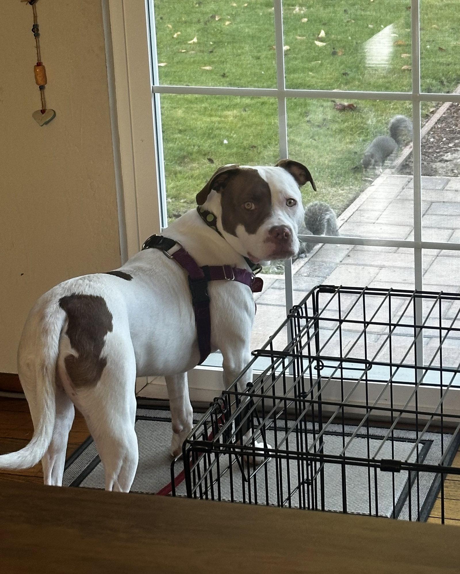 Enlarge Augie, a Adoptable Pit Bull Terrier in Burlingame, CA image 2/3