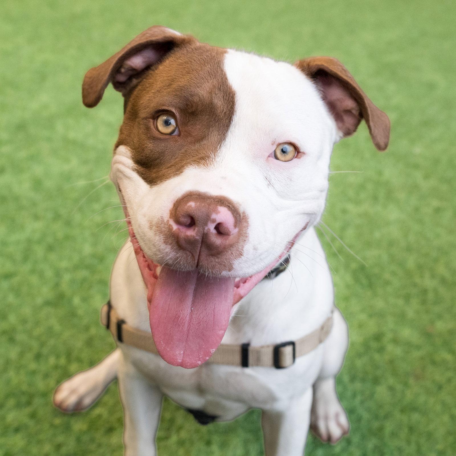Augie, Adoptable, Young Male Pit Bull Terrier.