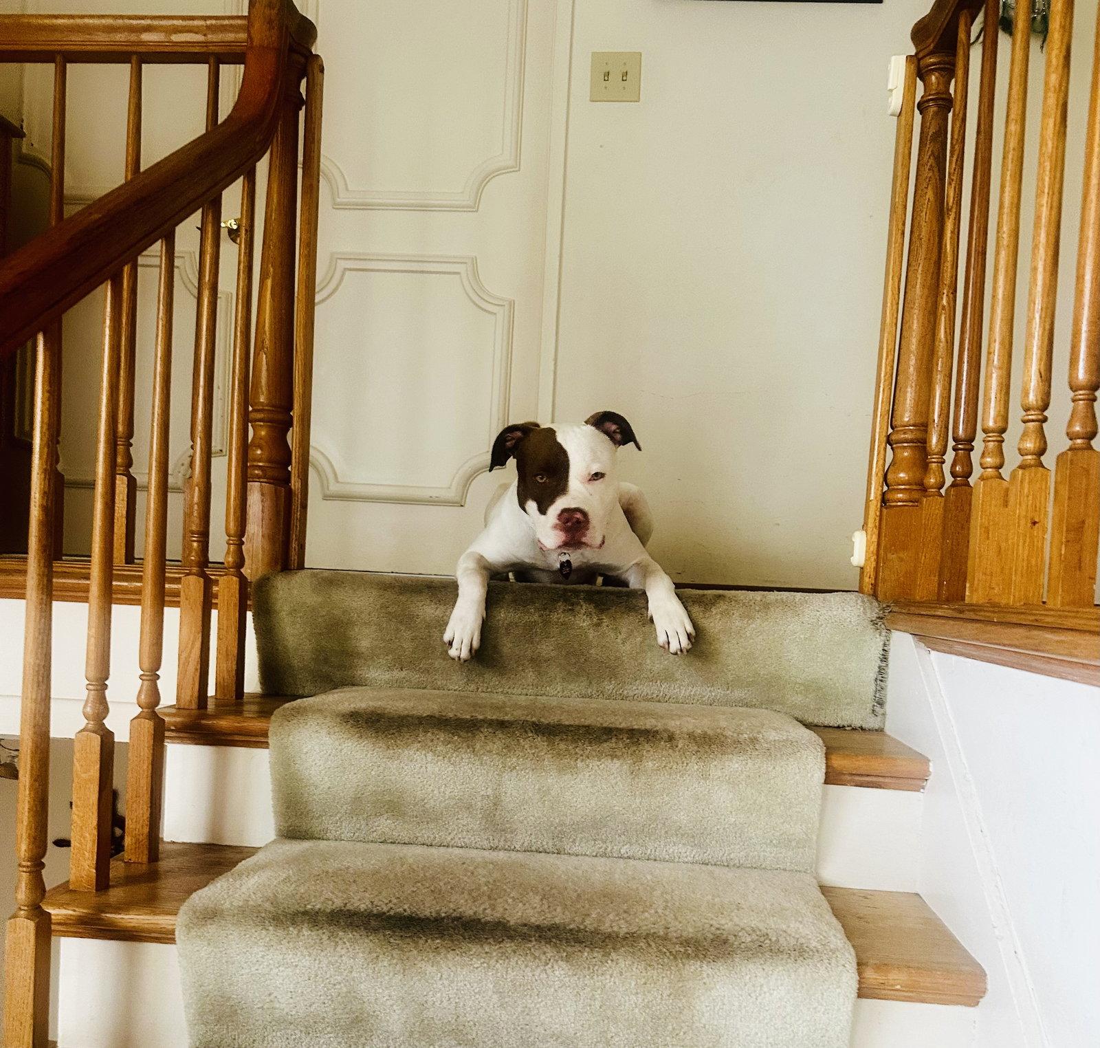 Enlarge Augie, a Adoptable Pit Bull Terrier in Burlingame, CA image 2/3