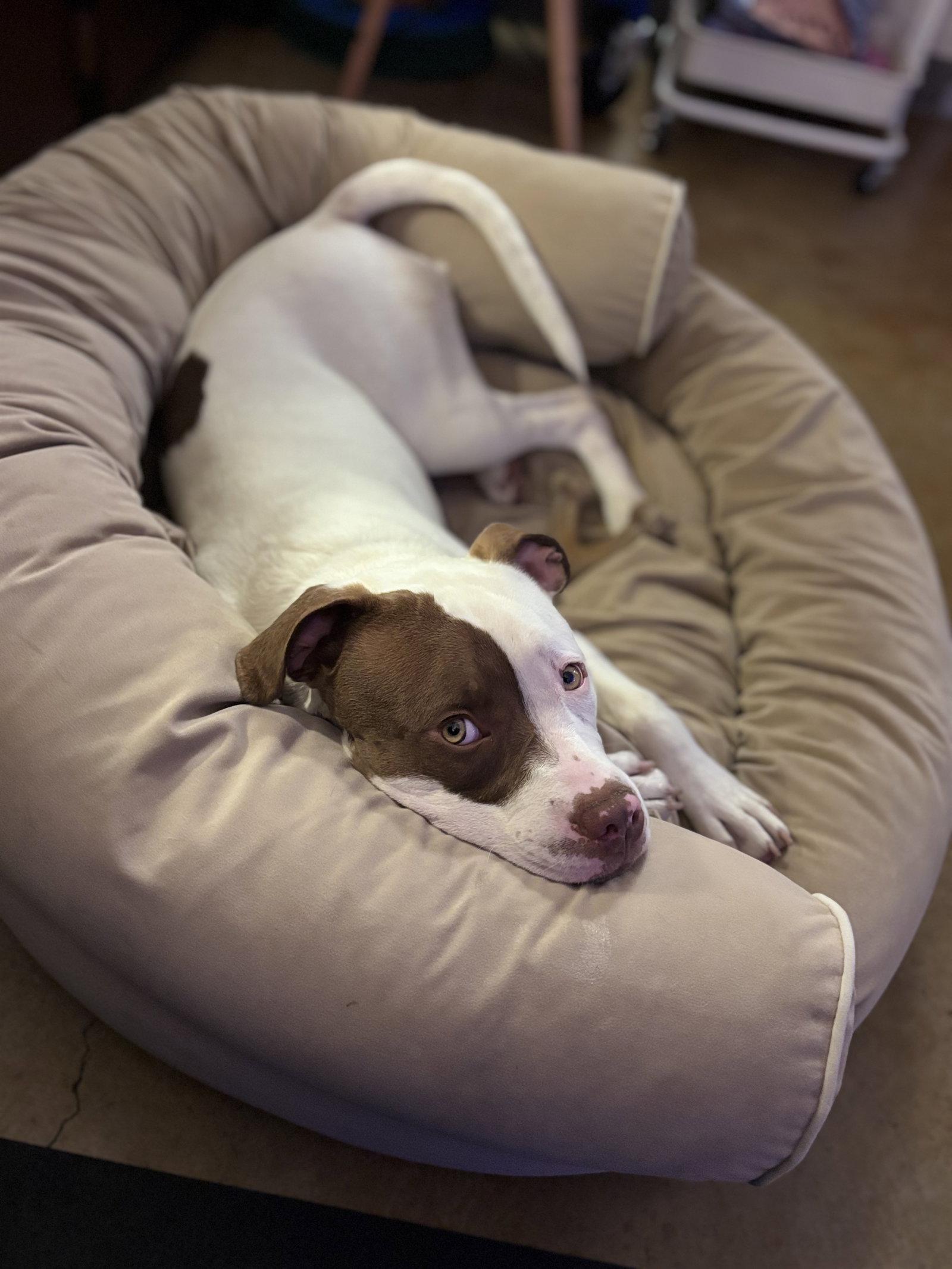 Enlarge Augie, a Adoptable Pit Bull Terrier in Burlingame, CA image 3/3