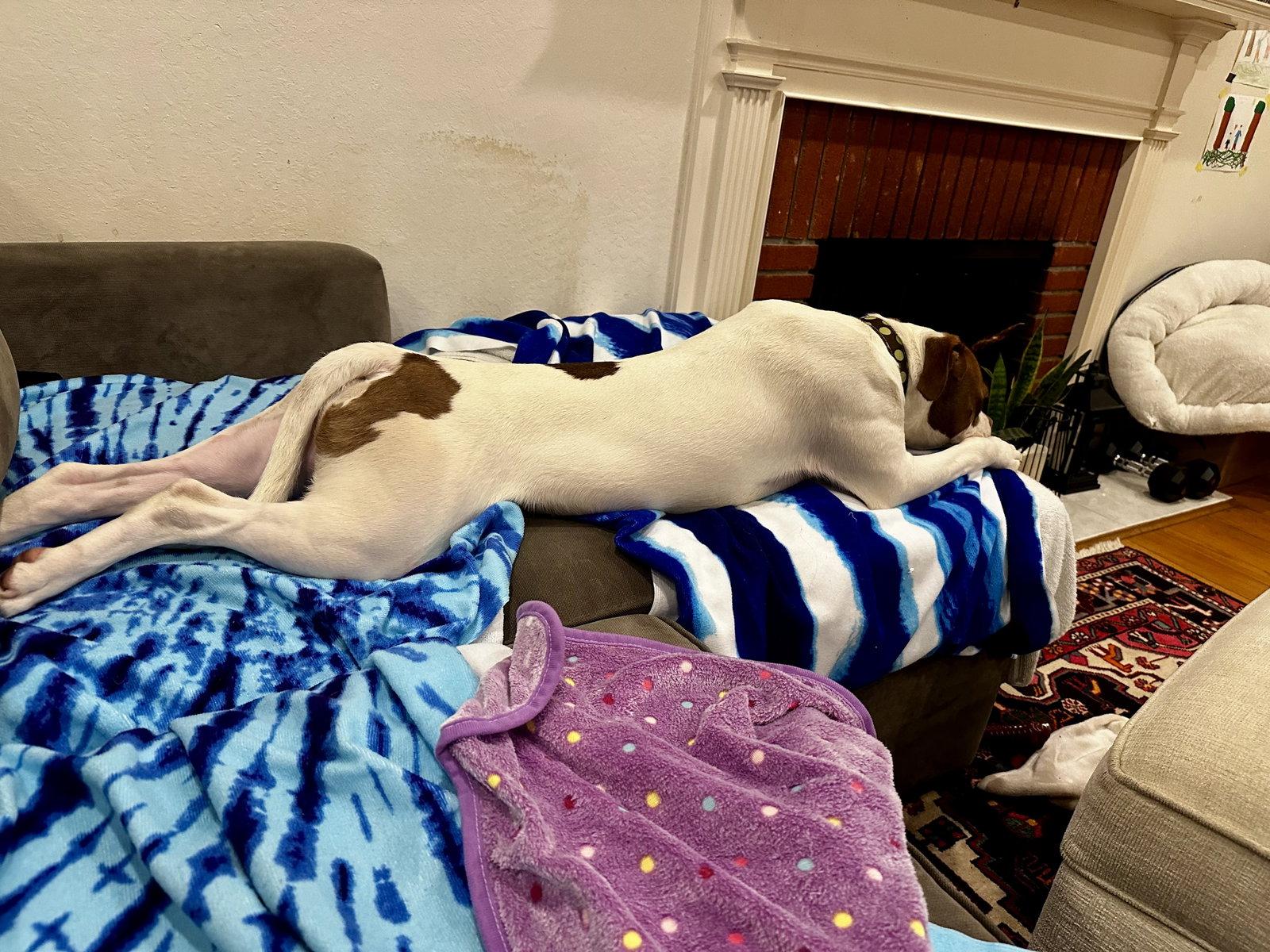 Enlarge Augie, a Adoptable Pit Bull Terrier in Burlingame, CA image 3/3