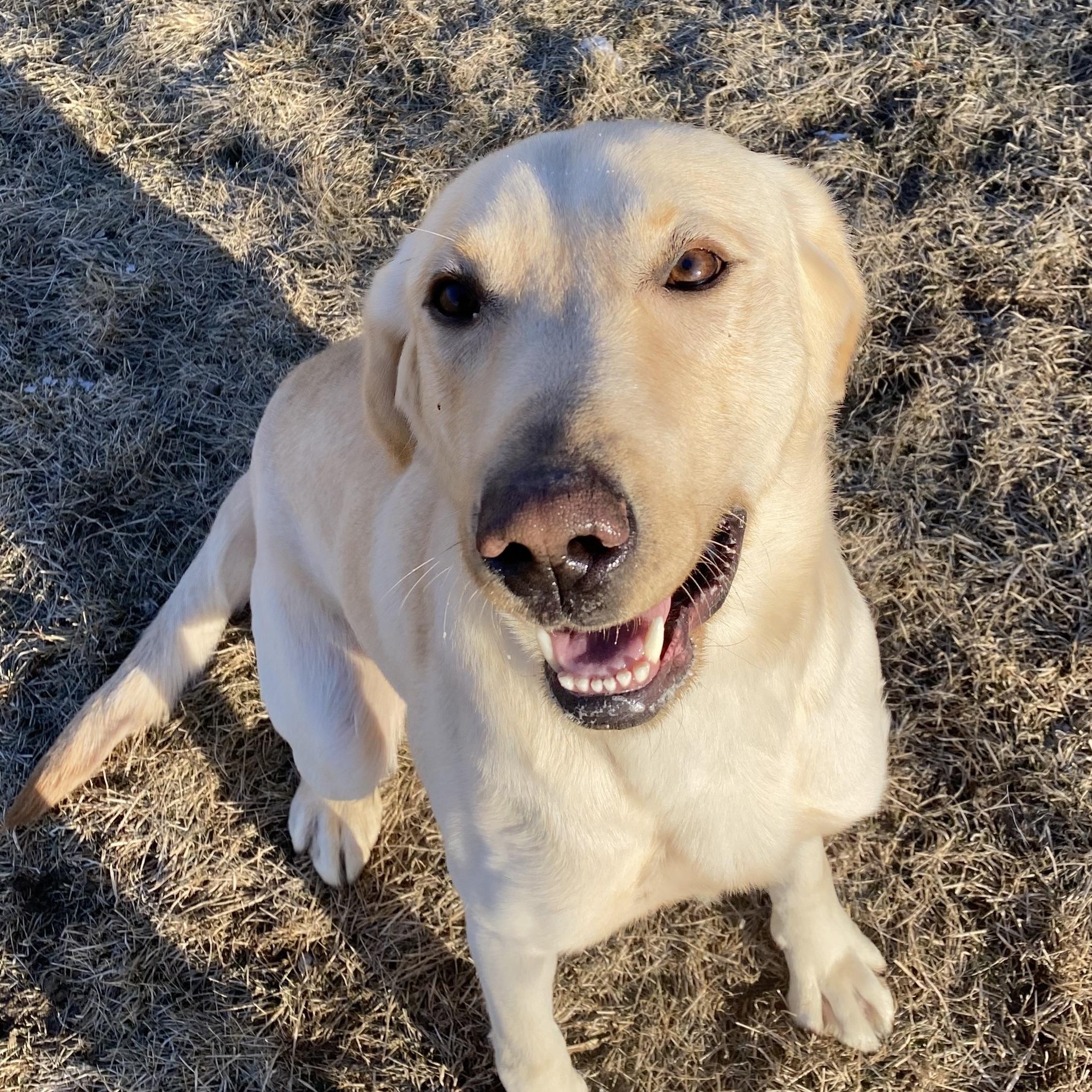 Marley, ADOPTABLE, Young Male Labrador Retriever.