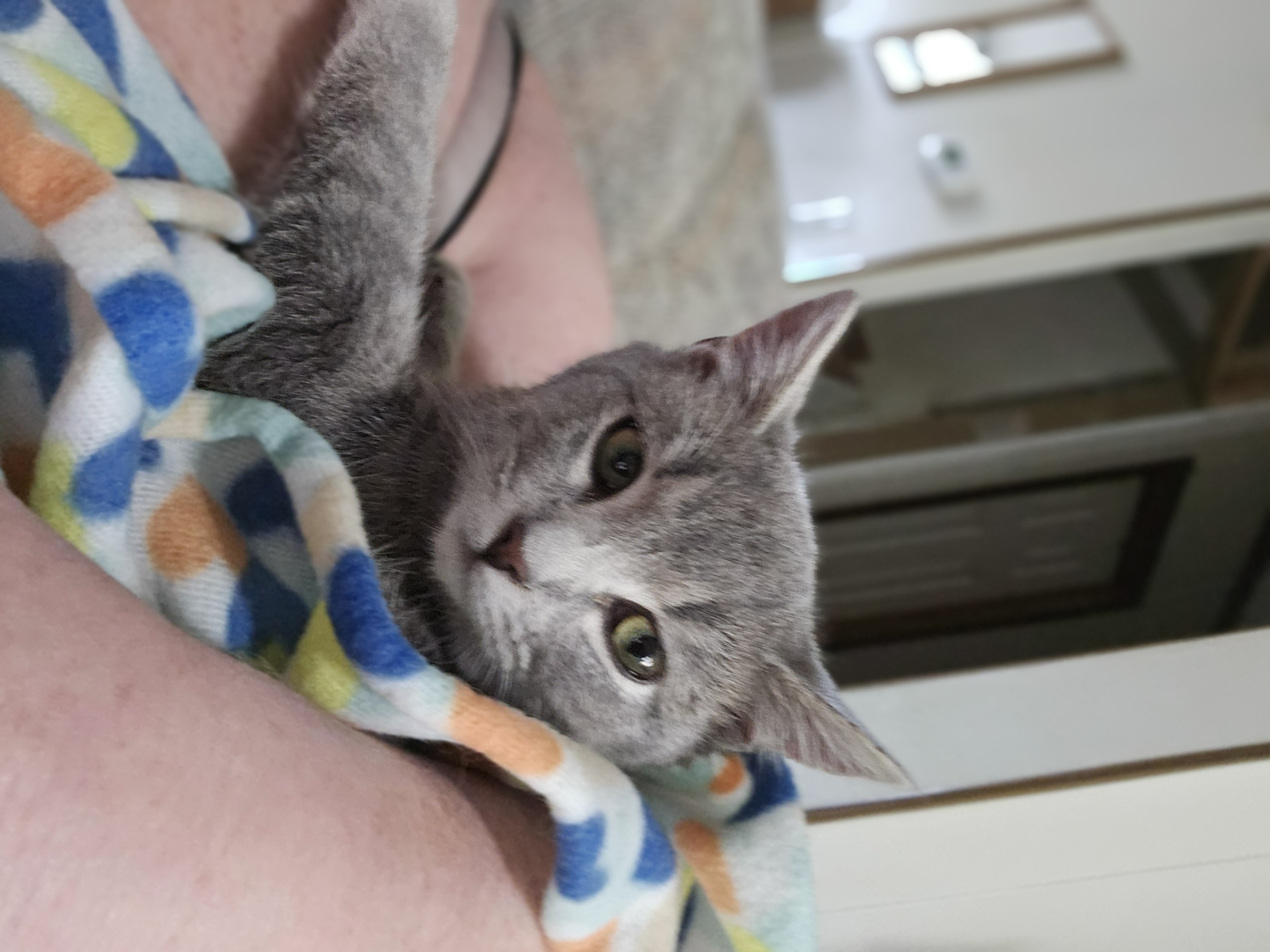 Tinker, a Adoptable Domestic Medium Hair in Bristol, TN image 2/3