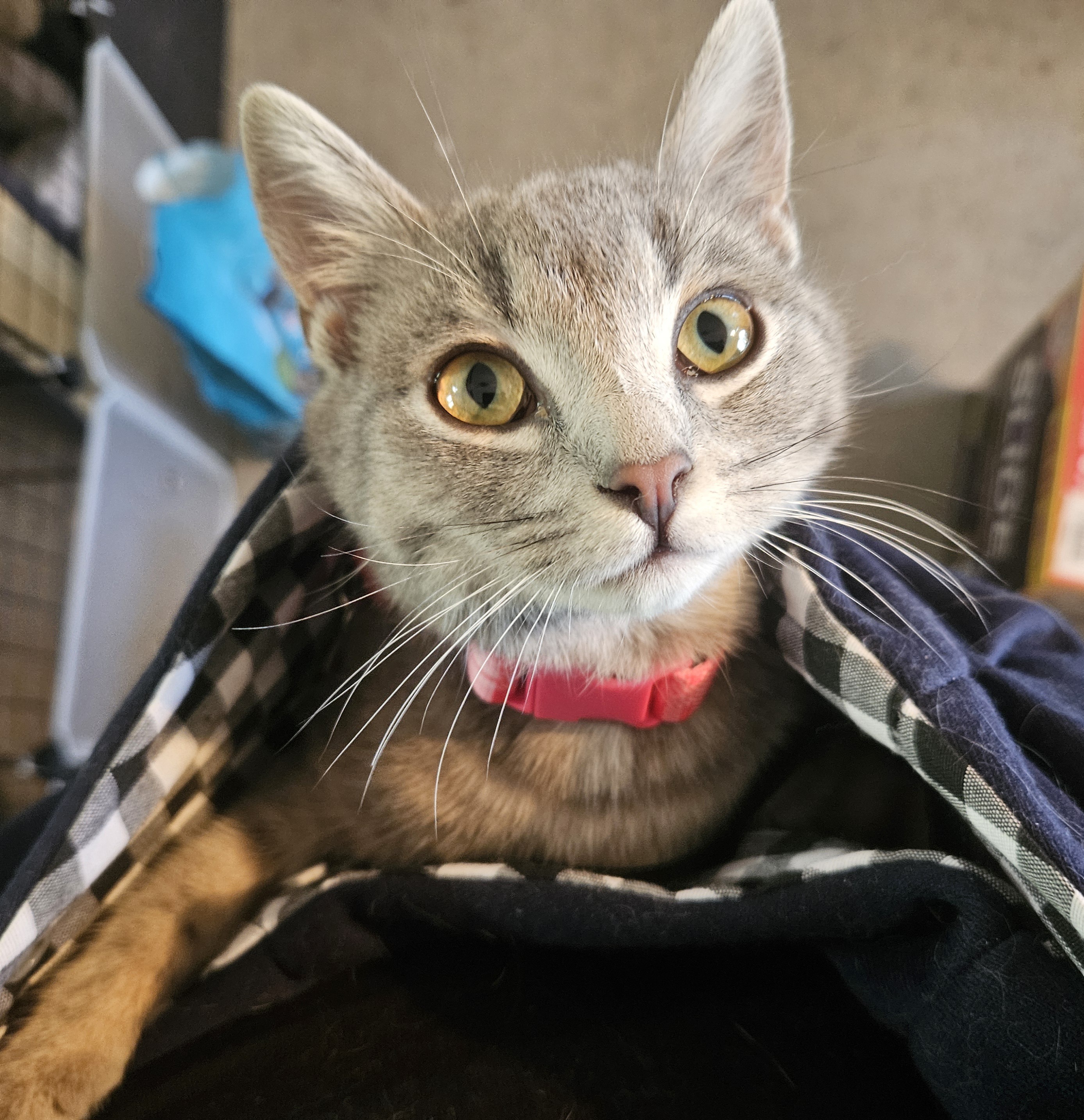 Tinker, a Adoptable Domestic Medium Hair in Bristol, TN image 3/3