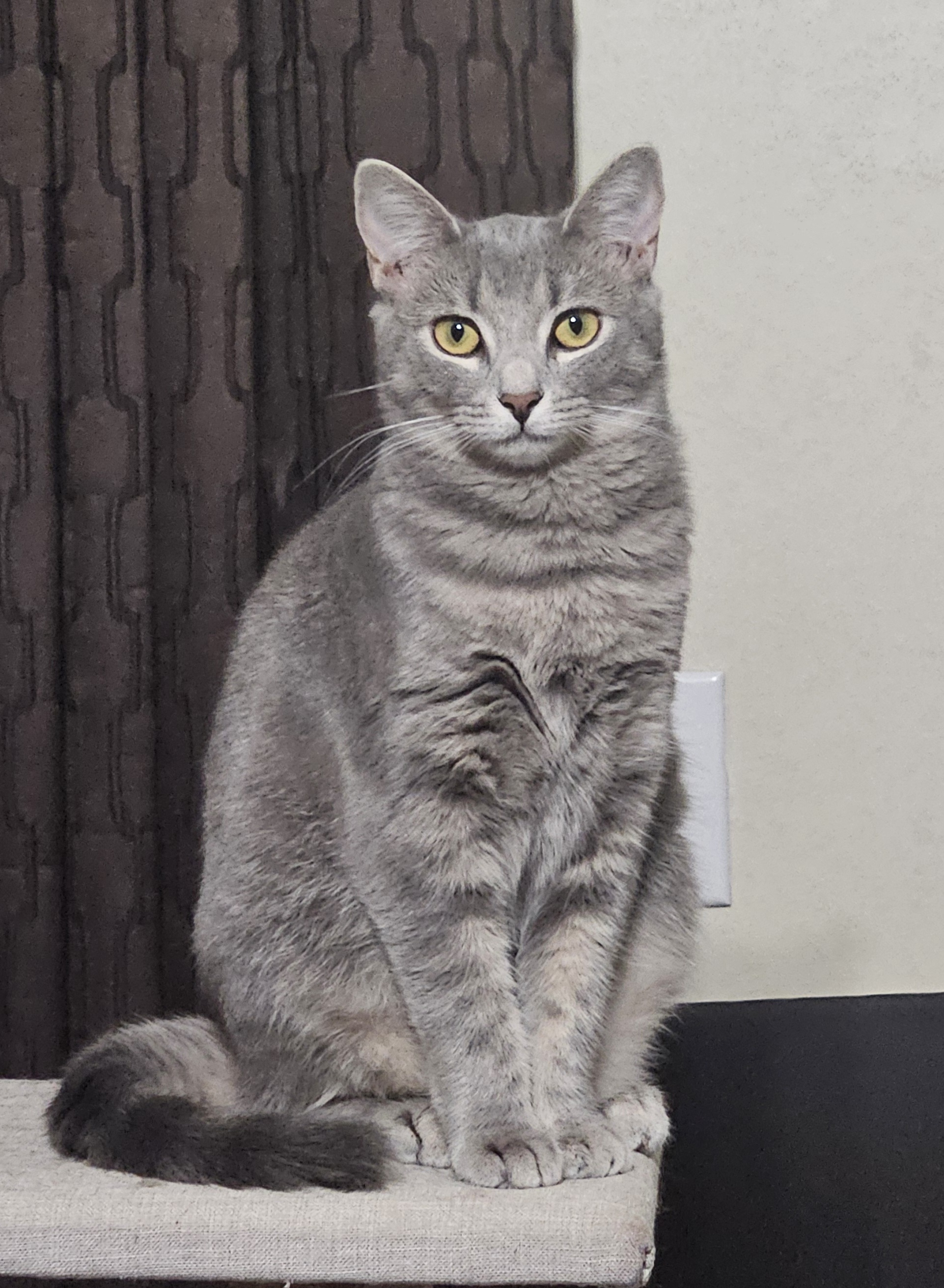 Tinker, a Adoptable Domestic Medium Hair in Bristol, TN image 1/3