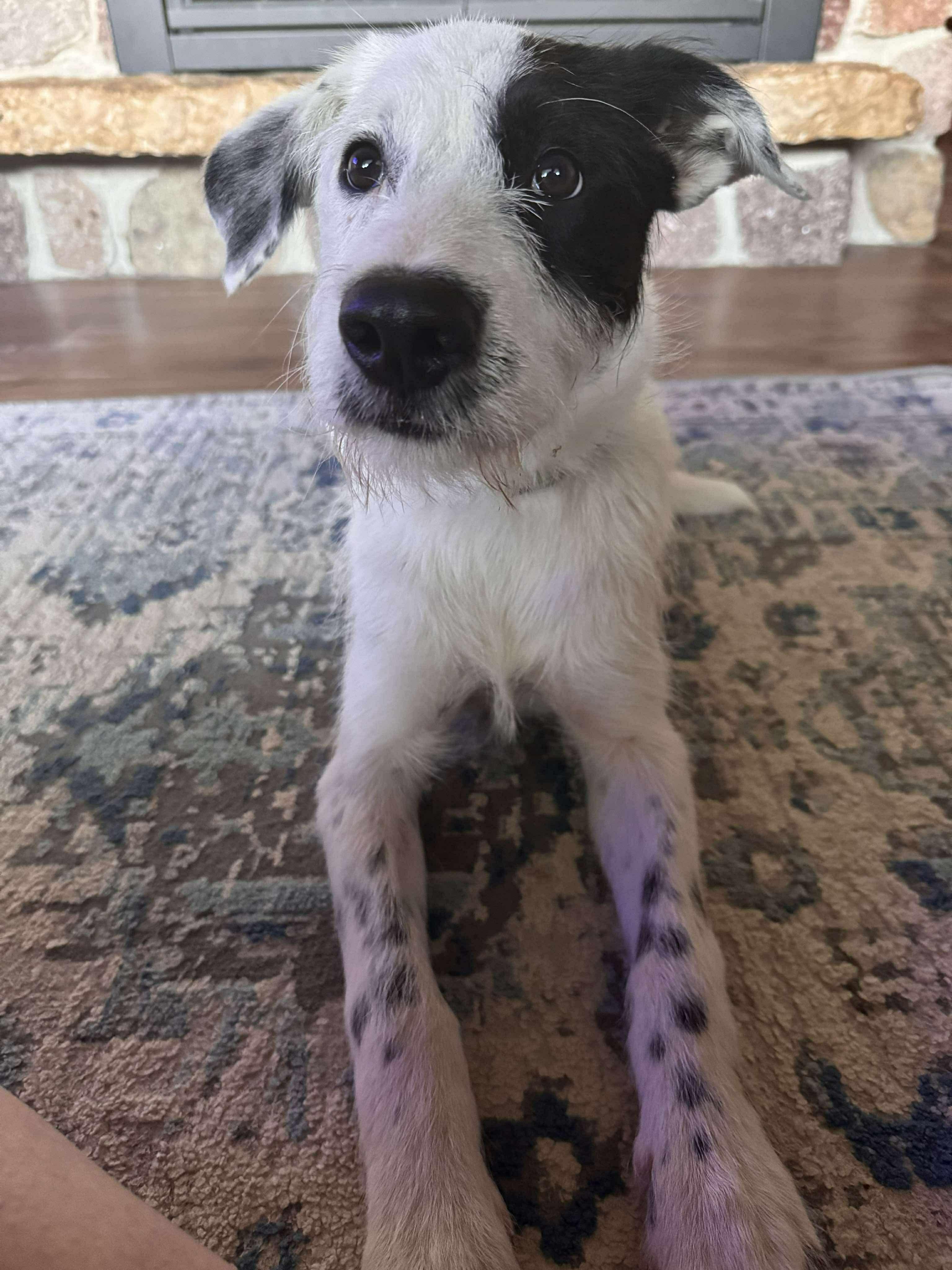 Tony, an adoptable Cattle Dog in Green Bay, WI, 54313 | Photo Image 3