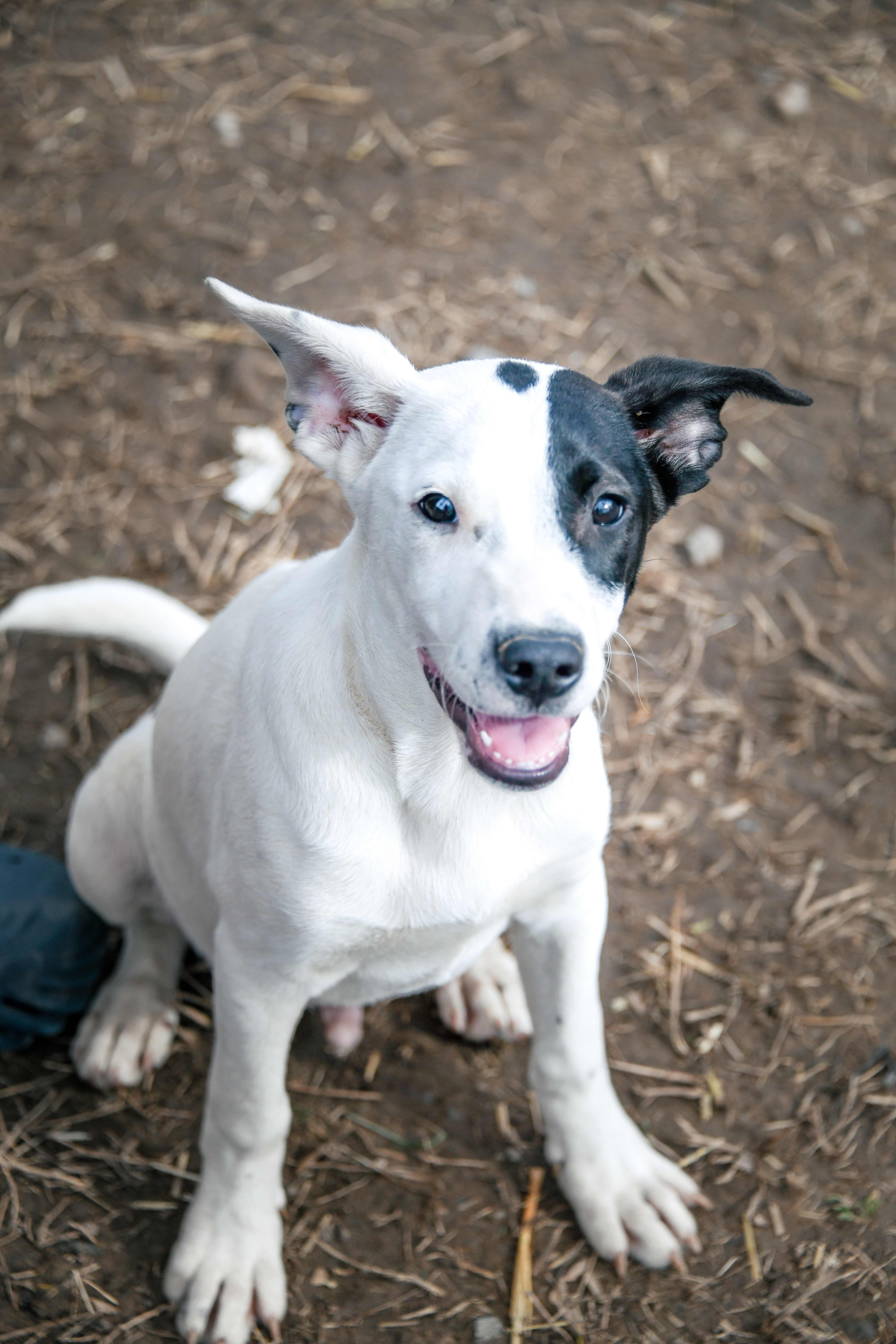 Goose, Adoptable, Young Male American Staffordshire Terrier.