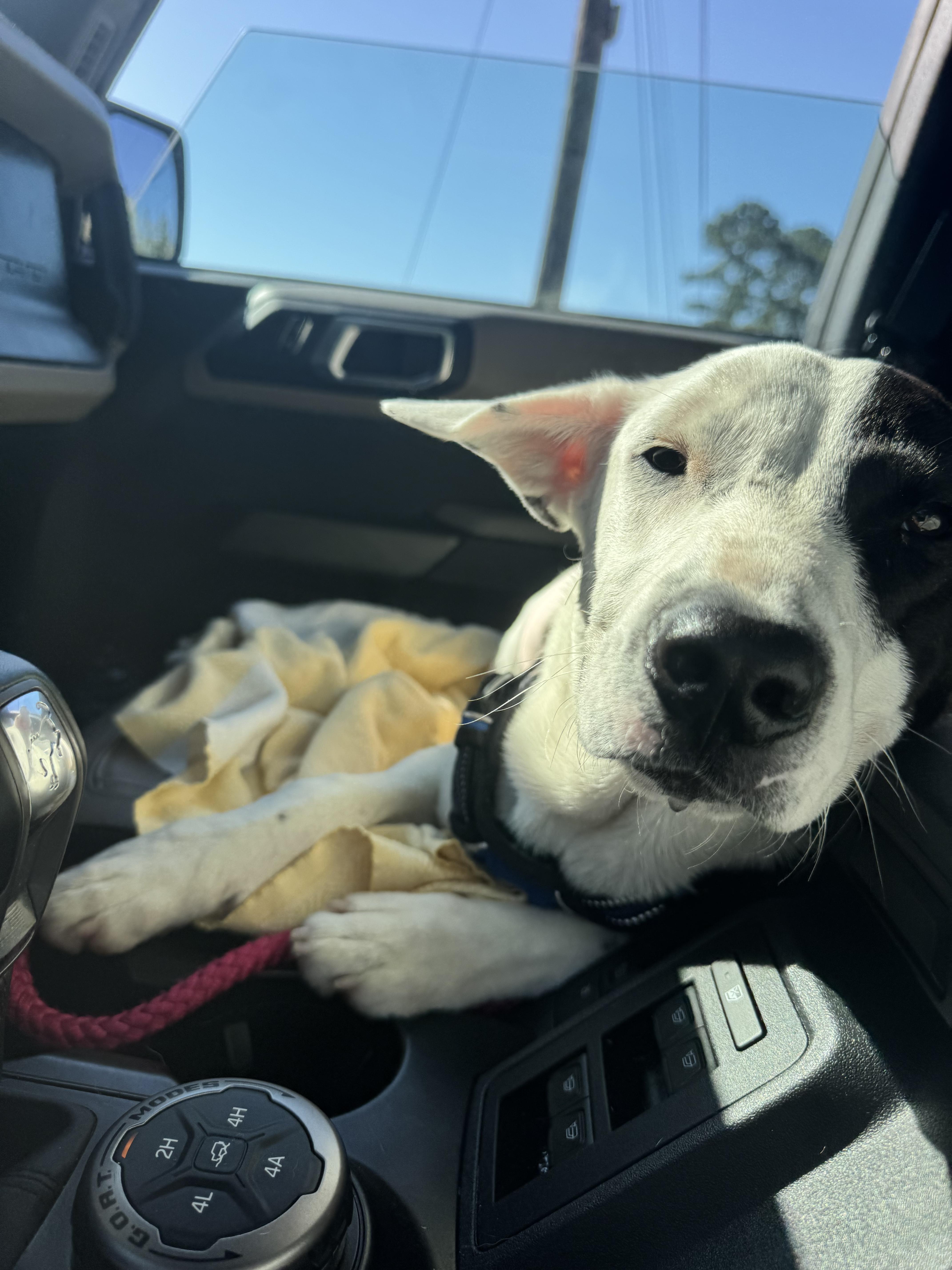 Goose, Adoptable, Young Male American Staffordshire Terrier.