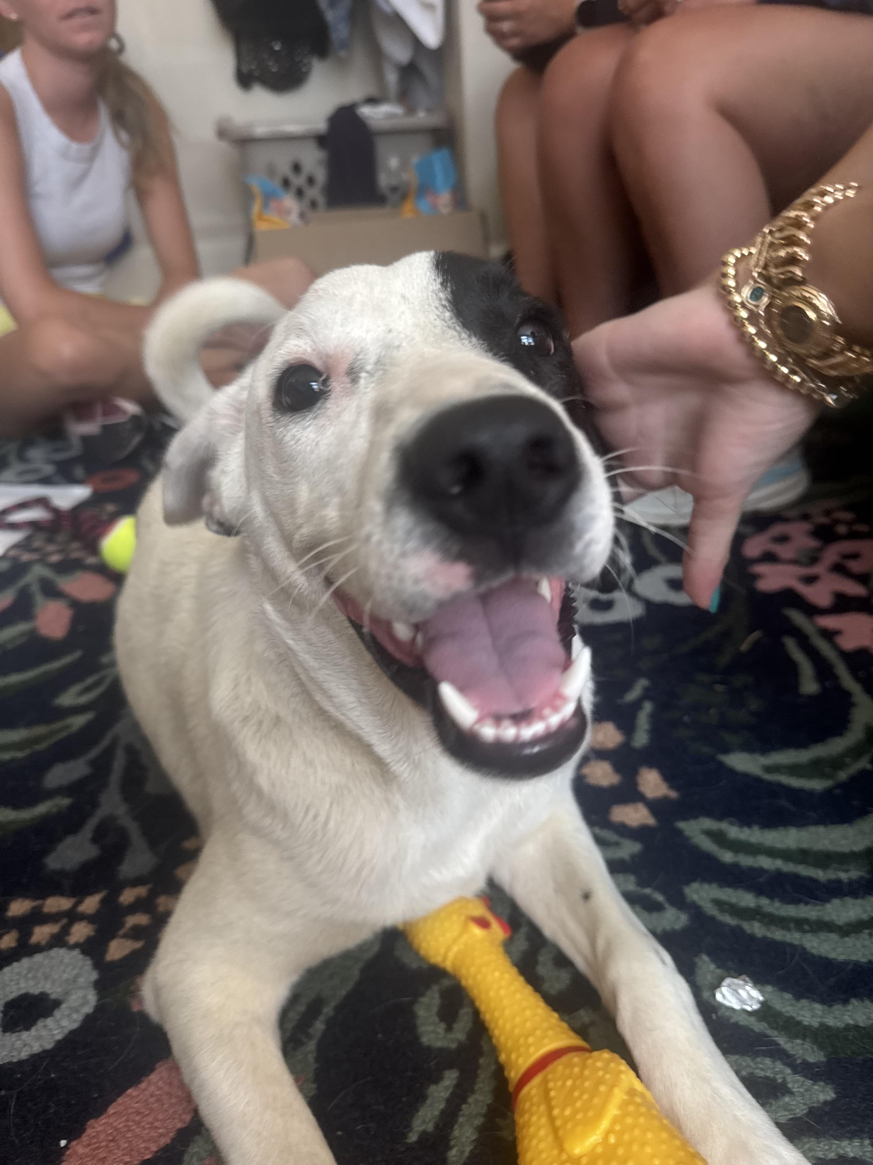 Enlarge Goose, a Adoptable mixed breed in Tracy City , TN image 2/5