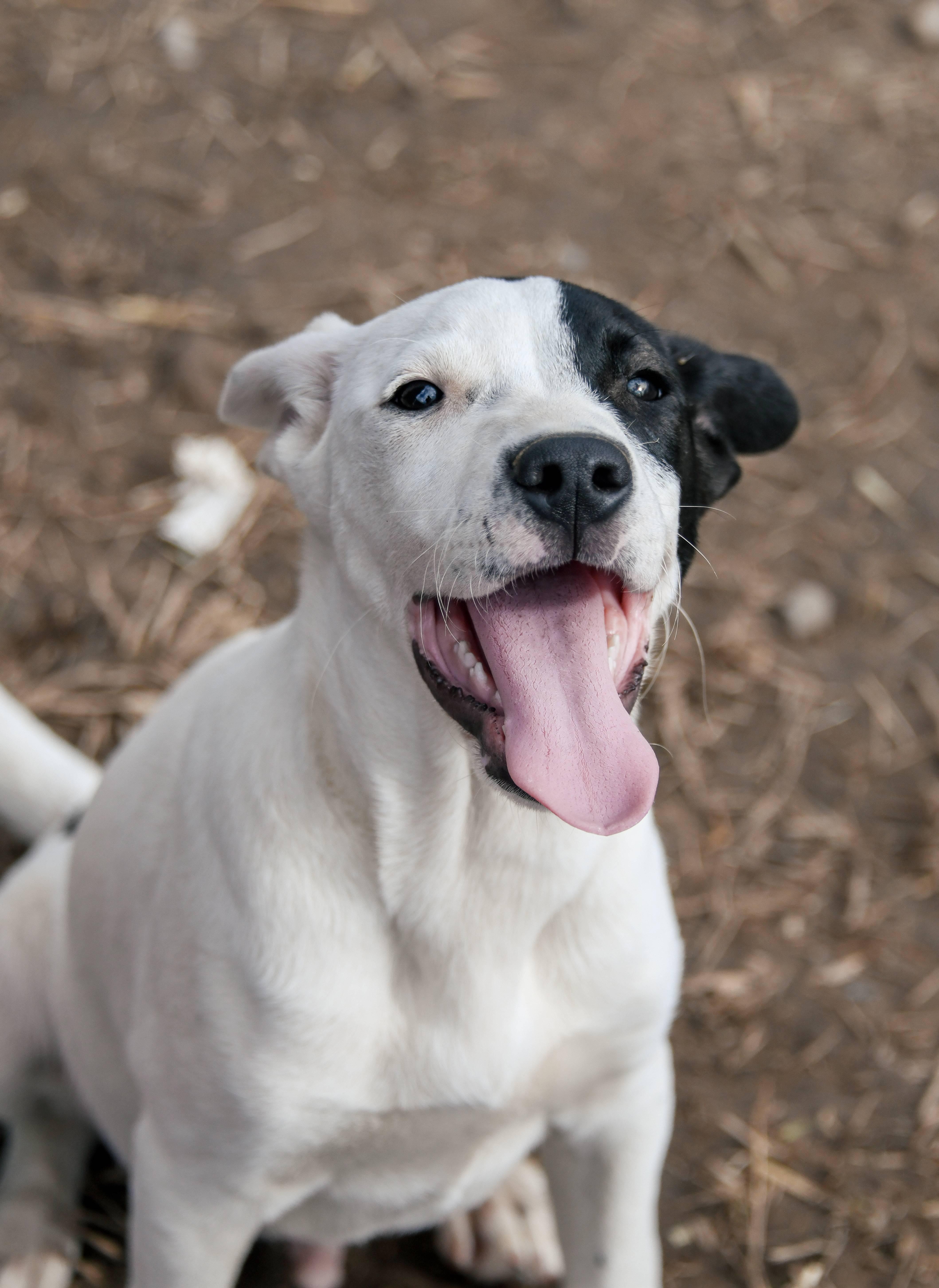 Goose, a Adoptable mixed breed in Tracy City , TN image 2/3