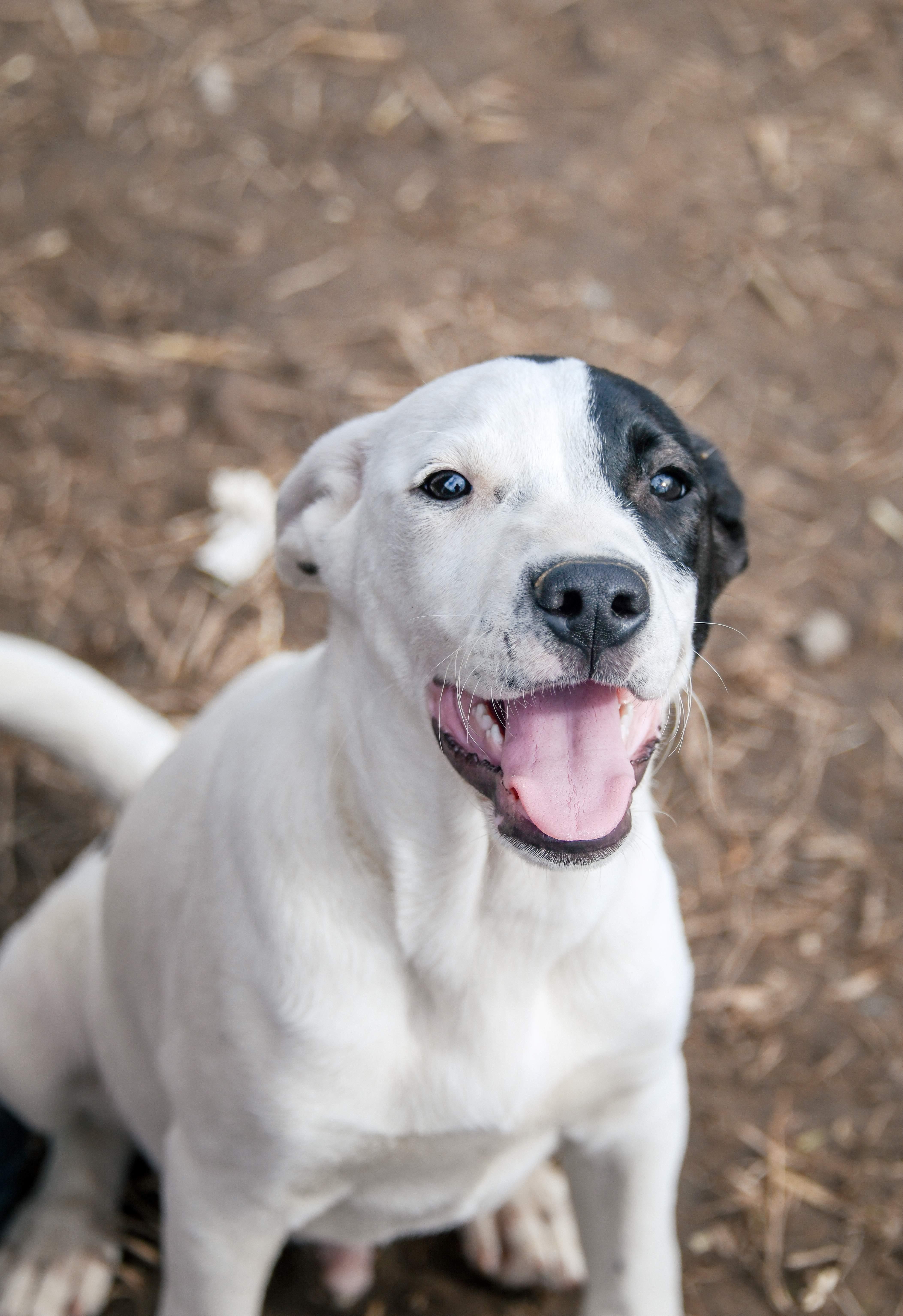 Goose, Adoptable, Young Male American Staffordshire Terrier.