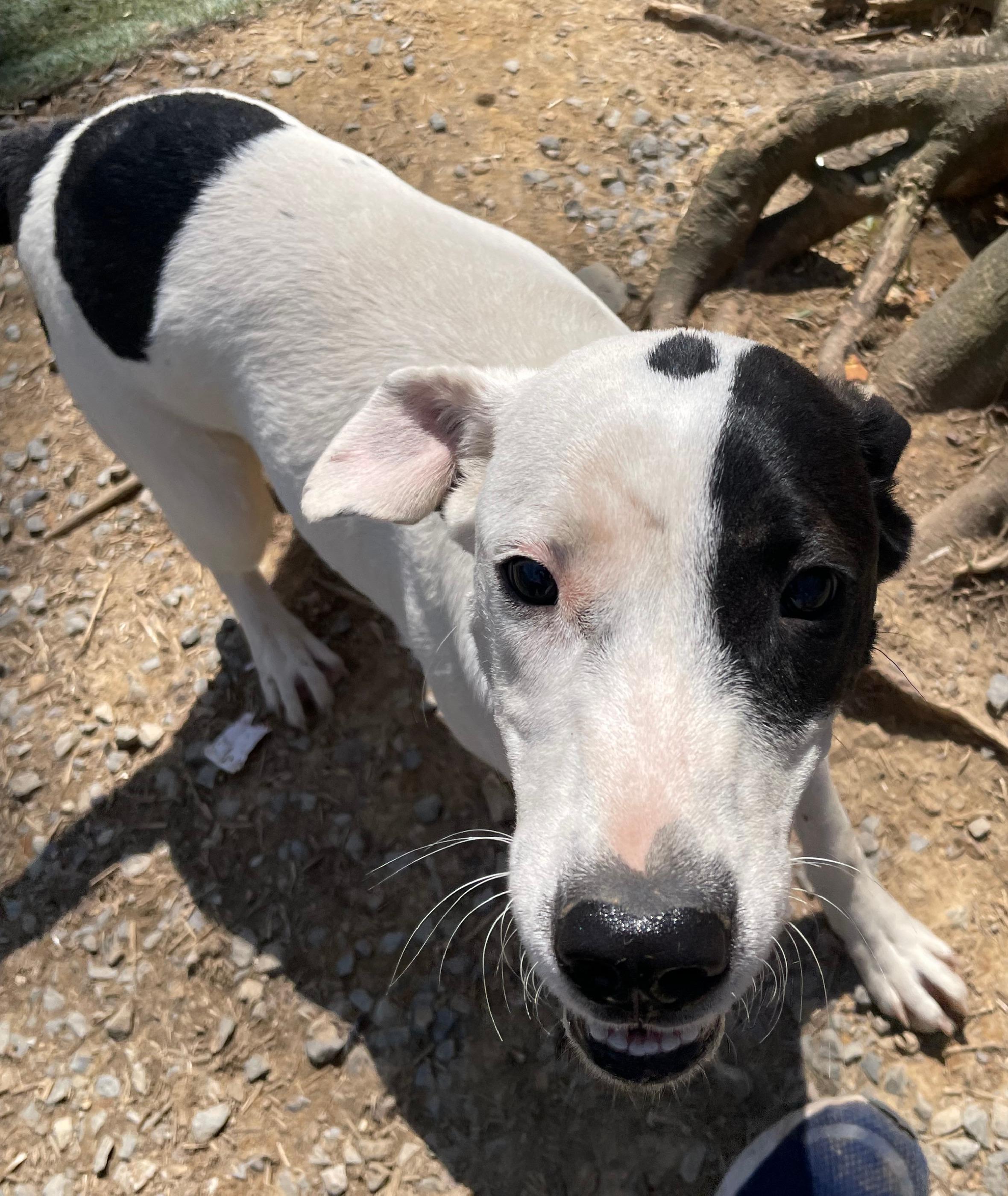 Enlarge Goose, a Adoptable mixed breed in Tracy City , TN image 3/3