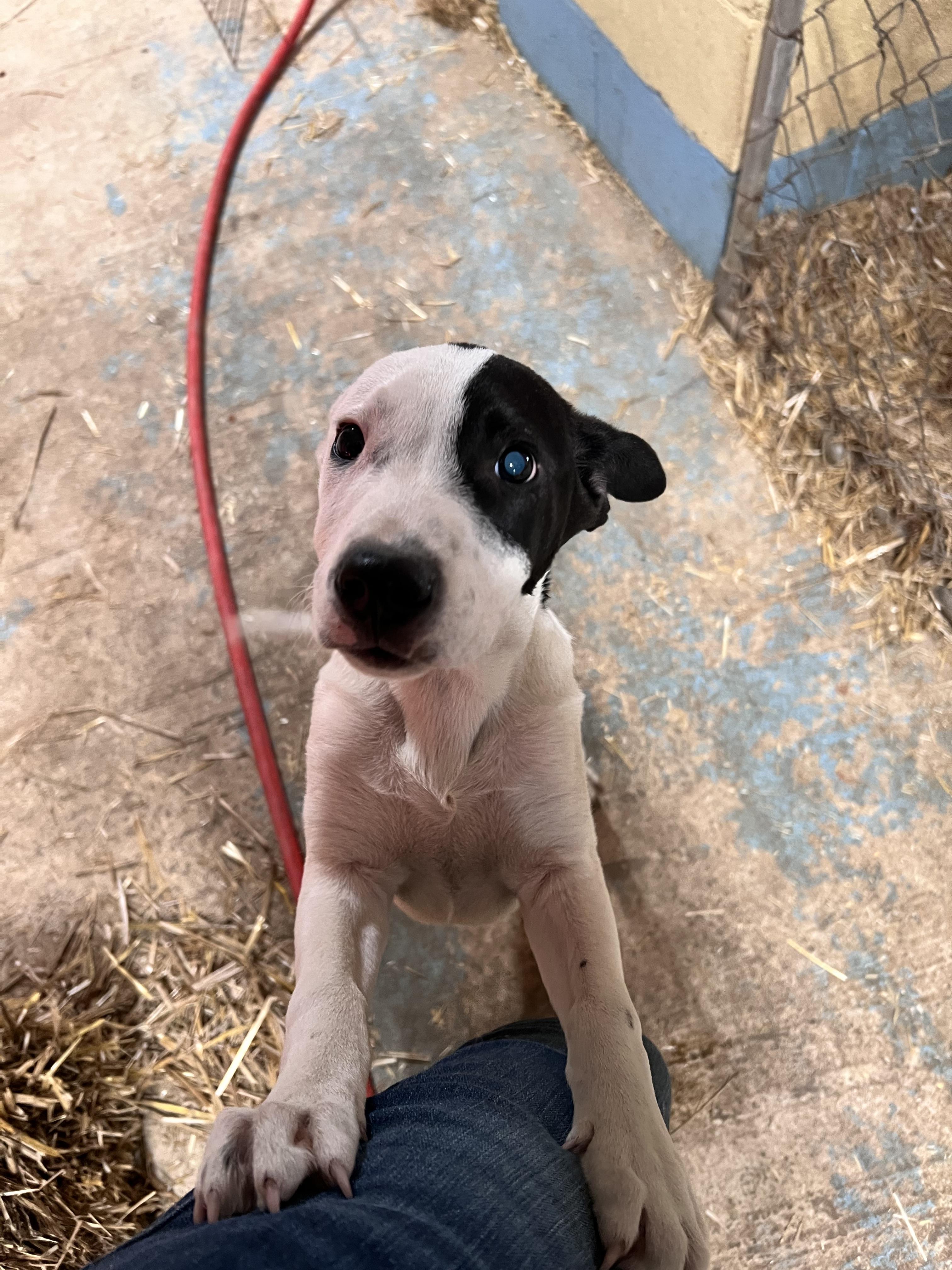 Goose, a Adoptable mixed breed in Tracy City , TN image 3/3