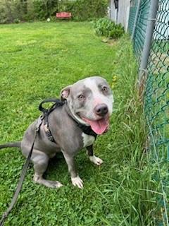 Enlarge Bella, a Adoptable mixed breed in Baltimore, MD image 1/2
