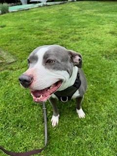 Enlarge Bella, a Adoptable mixed breed in Baltimore, MD image 2/2