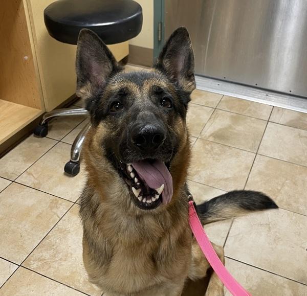 Enlarge Bear, a Adoptable mixed breed in Troutdale, OR image 1/1