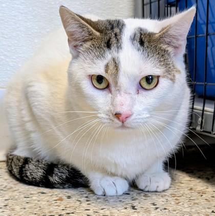 Ezio, ADOPTABLE, Adult Male Domestic Short Hair.