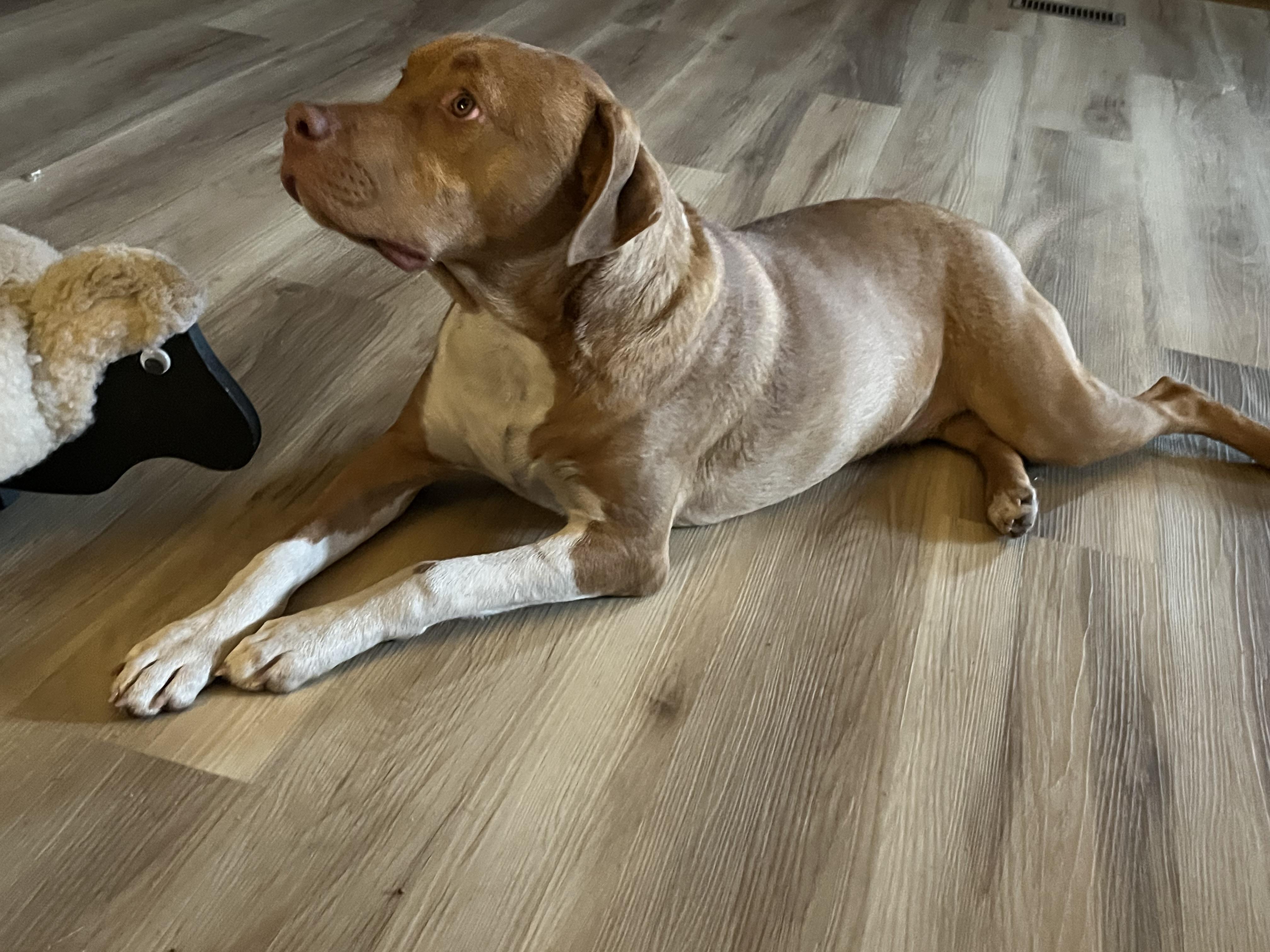 NeHi, a Adoptable Mixed Breed in Whiting, IN image 2/6