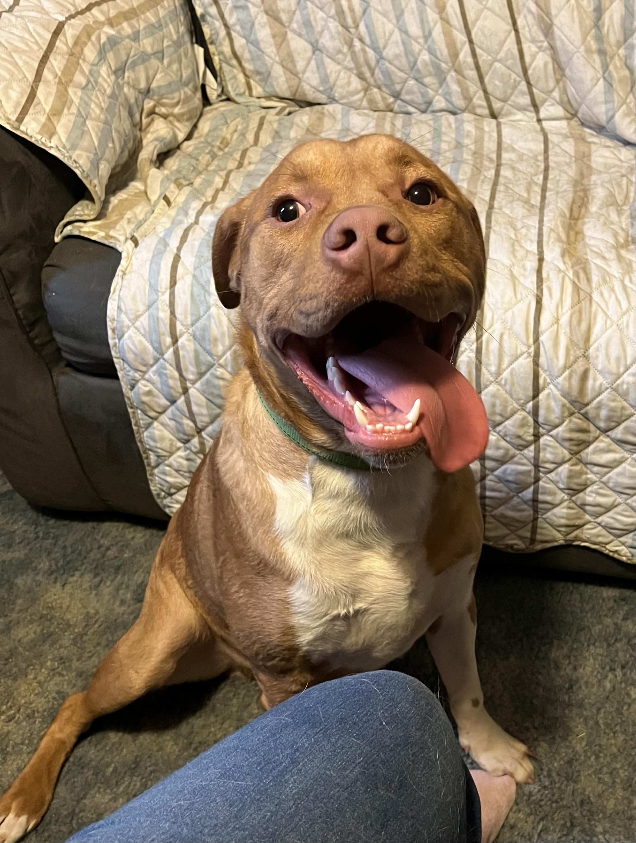 NeHi, a Adoptable Mixed Breed in Whiting, IN image 6/6