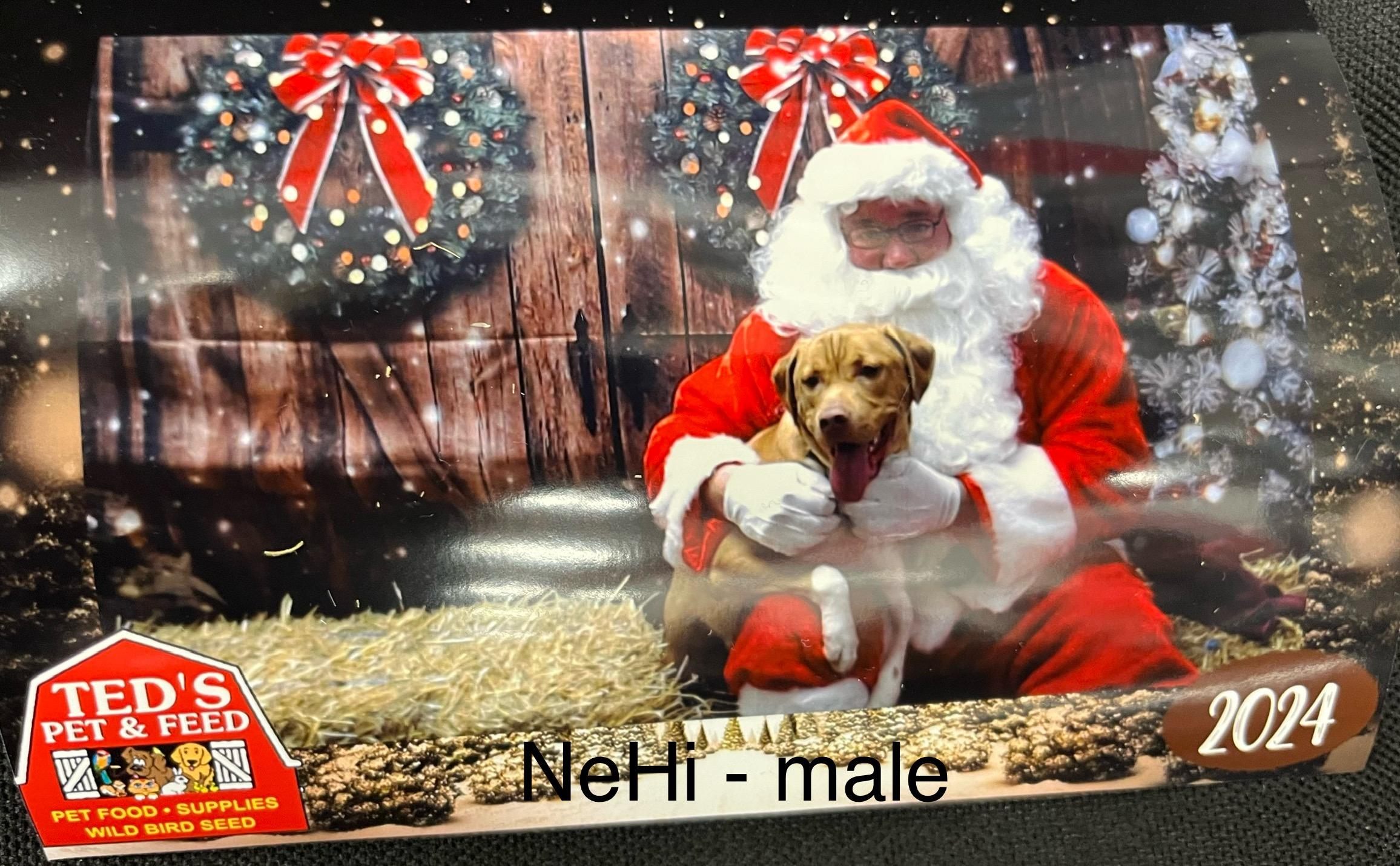 NeHi, a Adoptable Mixed Breed in Whiting, IN image 3/6
