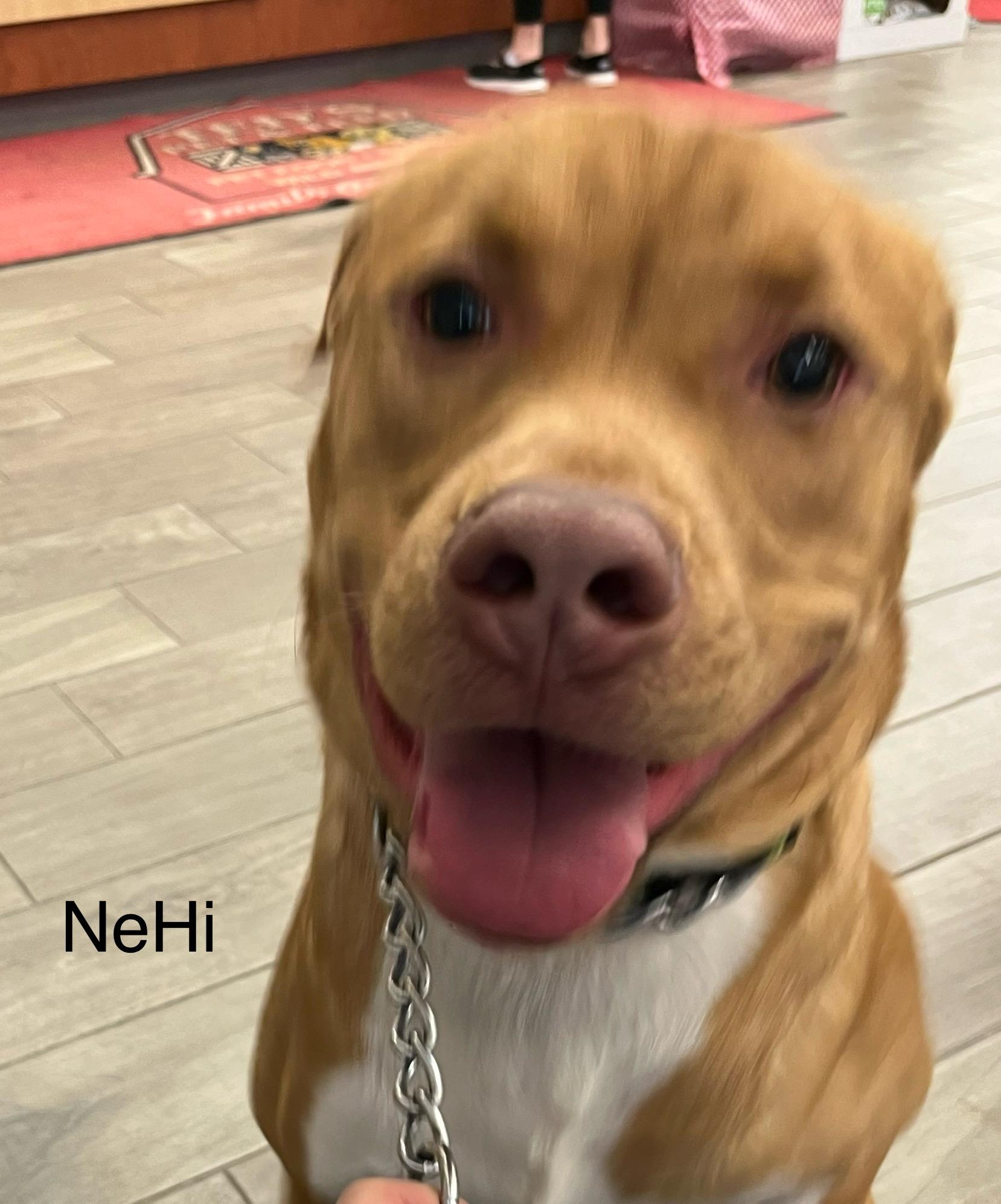 NeHi, a Adoptable Mixed Breed in Whiting, IN image 1/6