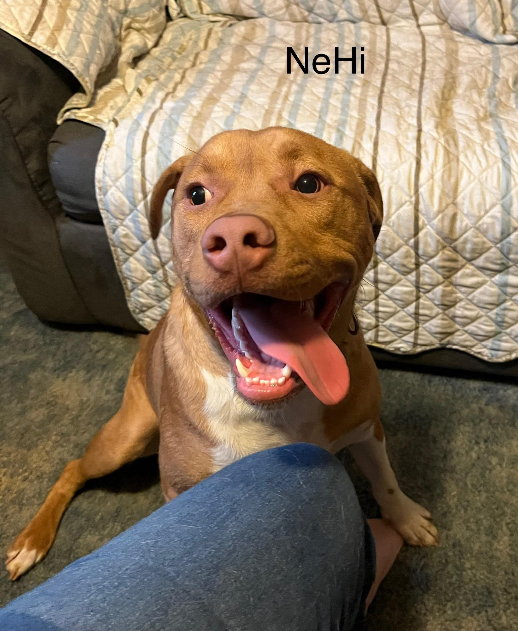 NeHi, a Adoptable Mixed Breed in Whiting, IN image 4/6