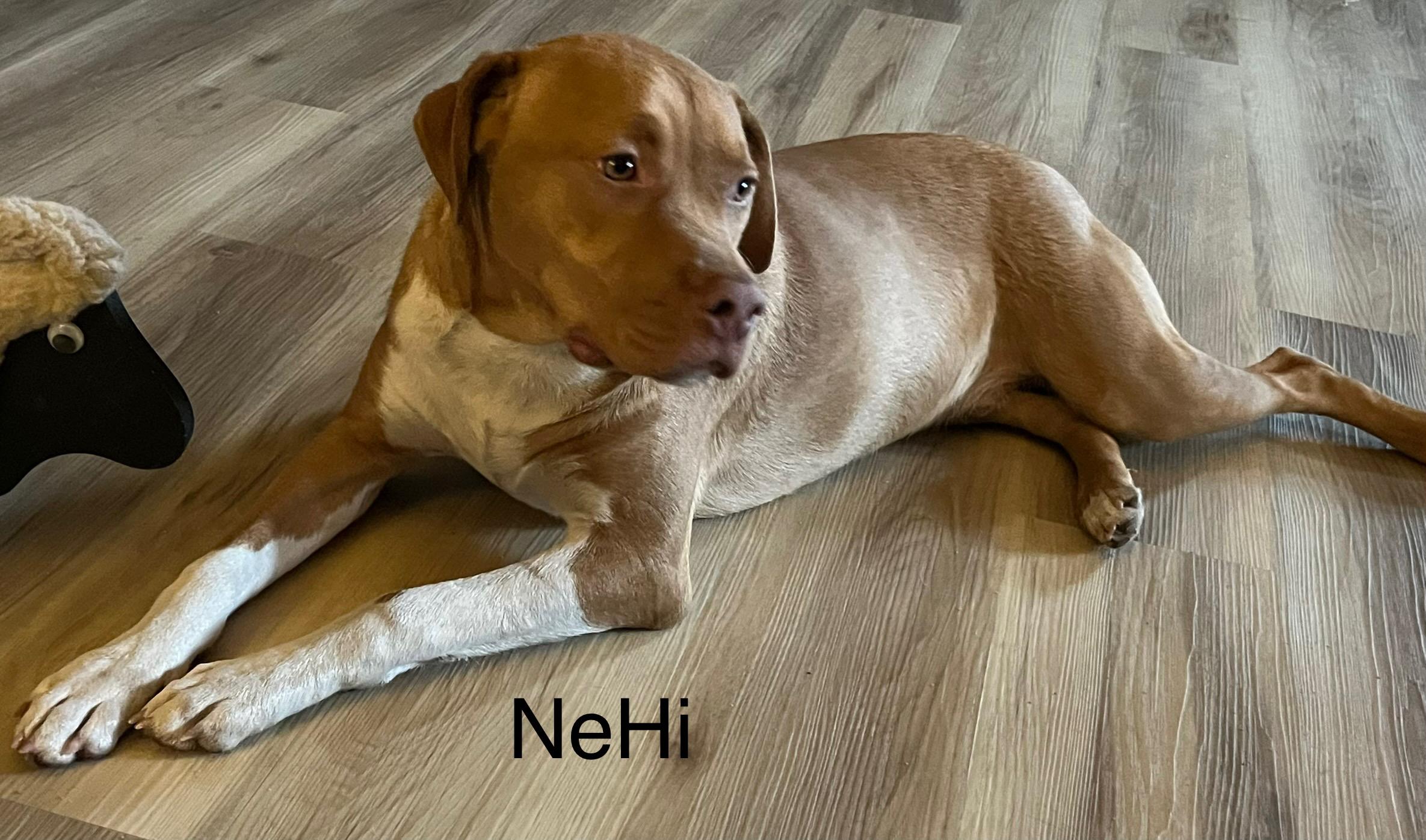 NeHi, a Adoptable Mixed Breed in Whiting, IN image 5/6