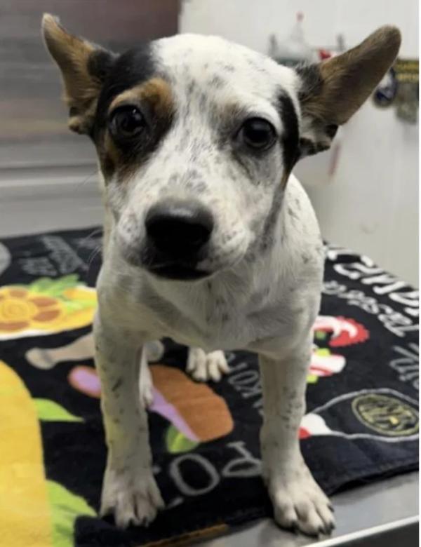 Sprite, a ADOPTABLE mixed breed in Davis, CA image 2/4