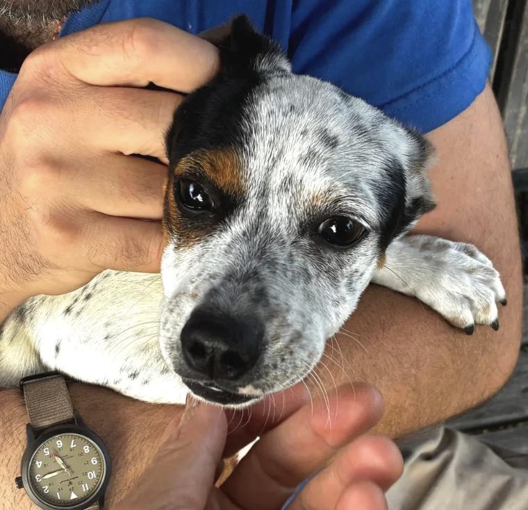 Sprite, ADOPTABLE, Puppy Female Cattle Dog.