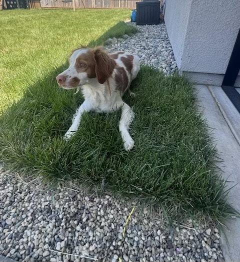UT/Dakota, Adopted, Adult Male Brittany Spaniel.