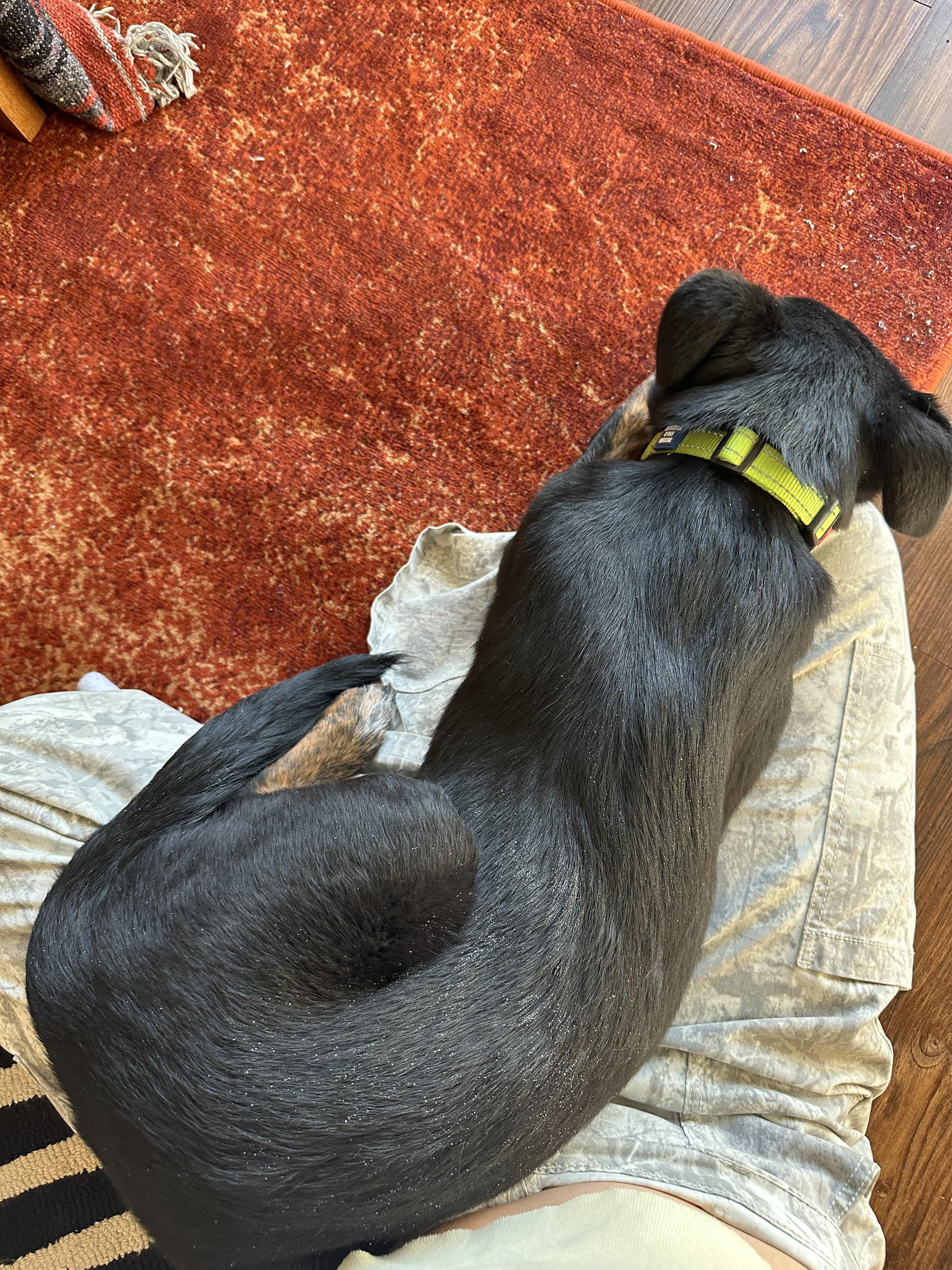 Enlarge Lotti, a ADOPTABLE mixed breed in Commerce City, CO image 4/5