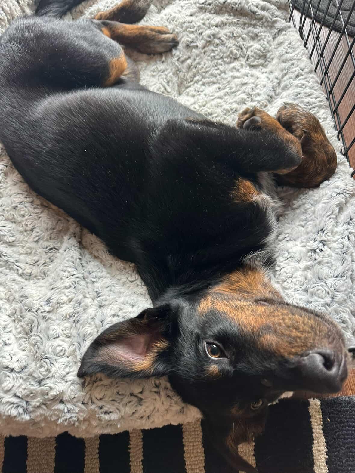 Lotti, ADOPTABLE, Young Female Shepherd & Labrador Retriever.