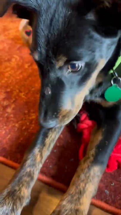 Enlarge Lotti, a ADOPTABLE mixed breed in Commerce City, CO video 3/5