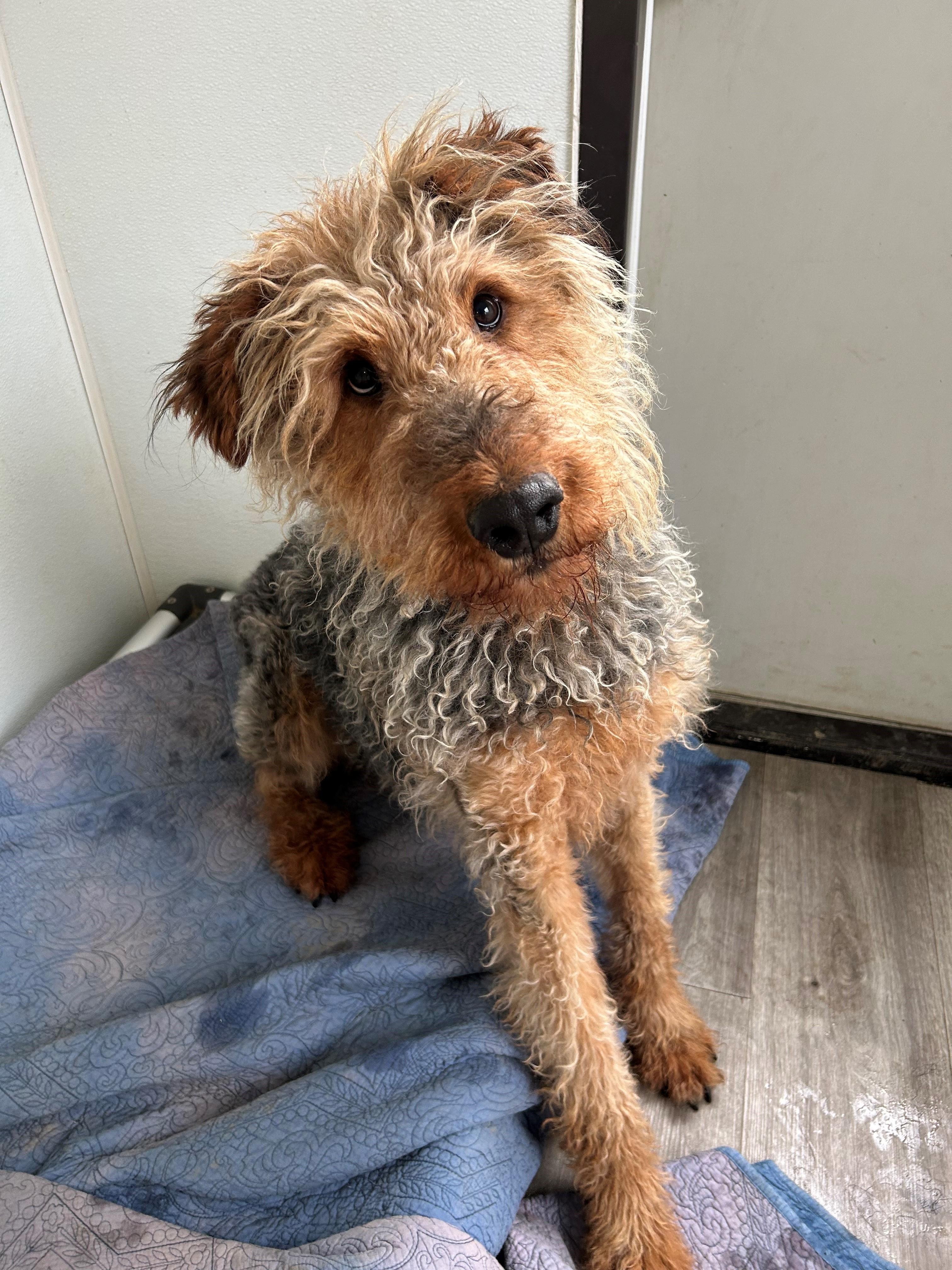 Enlarge Elroy, an adopted Airedale Terrier in Quilcene, WA image 1/3
