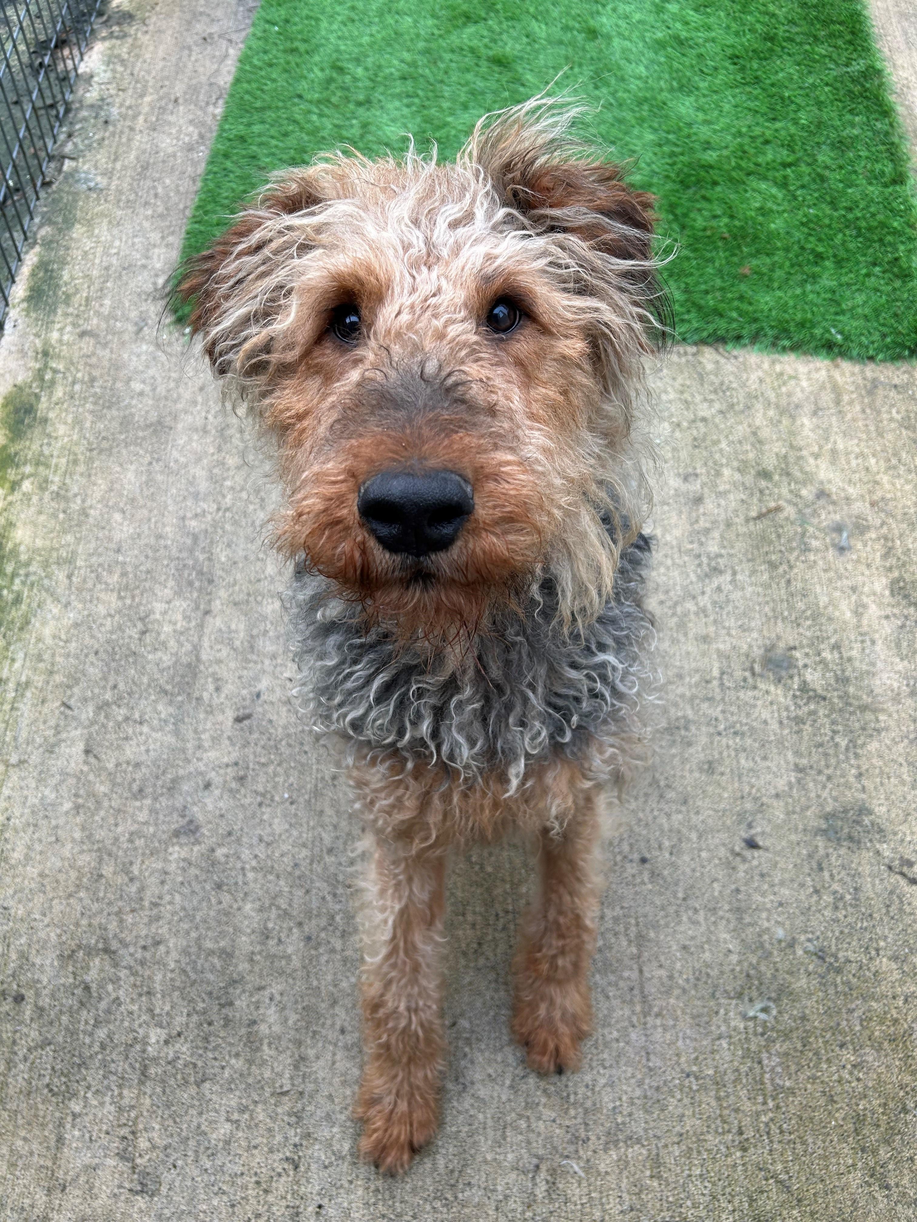 Enlarge Elroy, an adopted Airedale Terrier in Quilcene, WA image 3/3