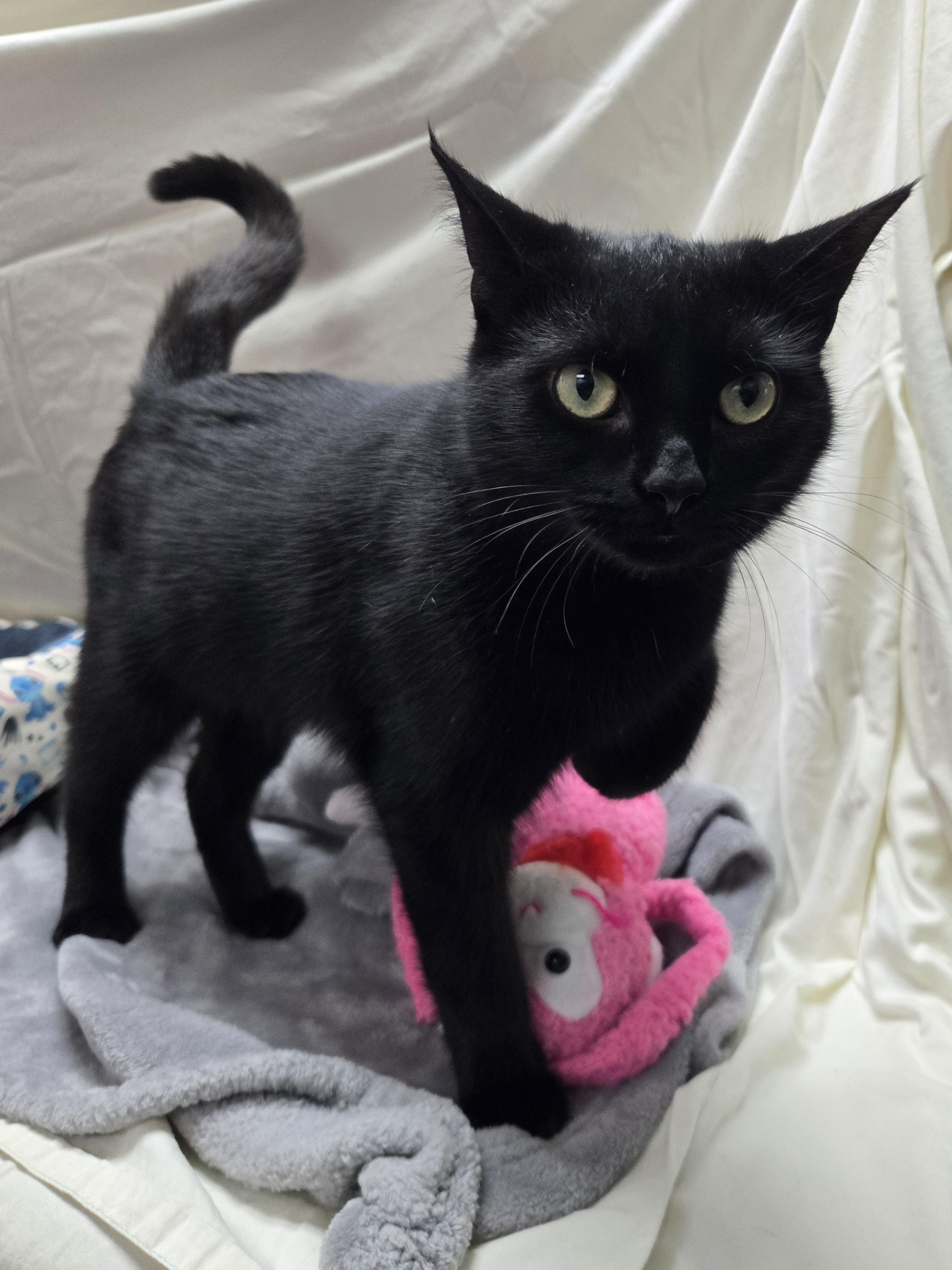 Enlarge Crane, an adopted Domestic Short Hair in Richmond, KY image 3/6