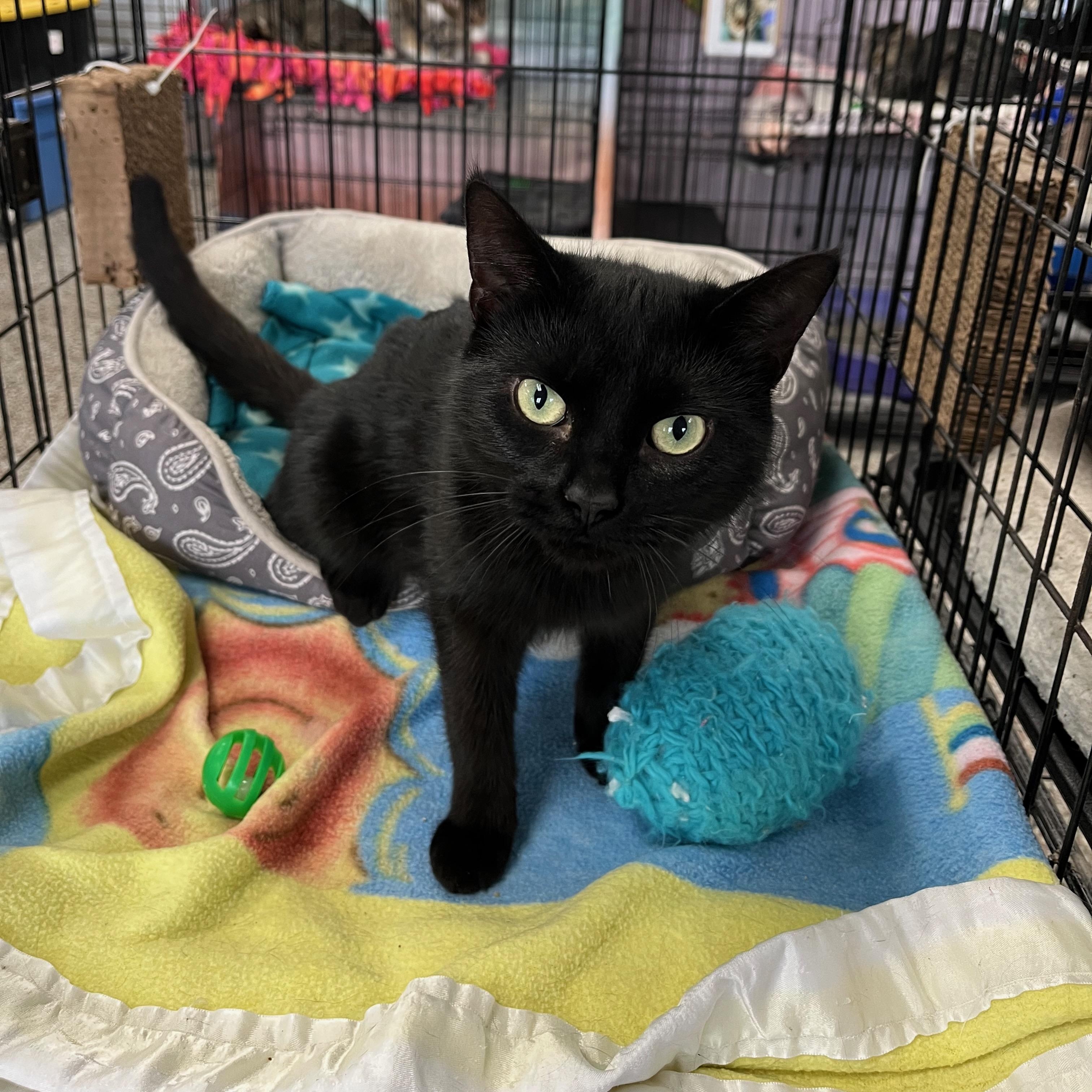 Crane, adopted, Adult Female Domestic Short Hair.