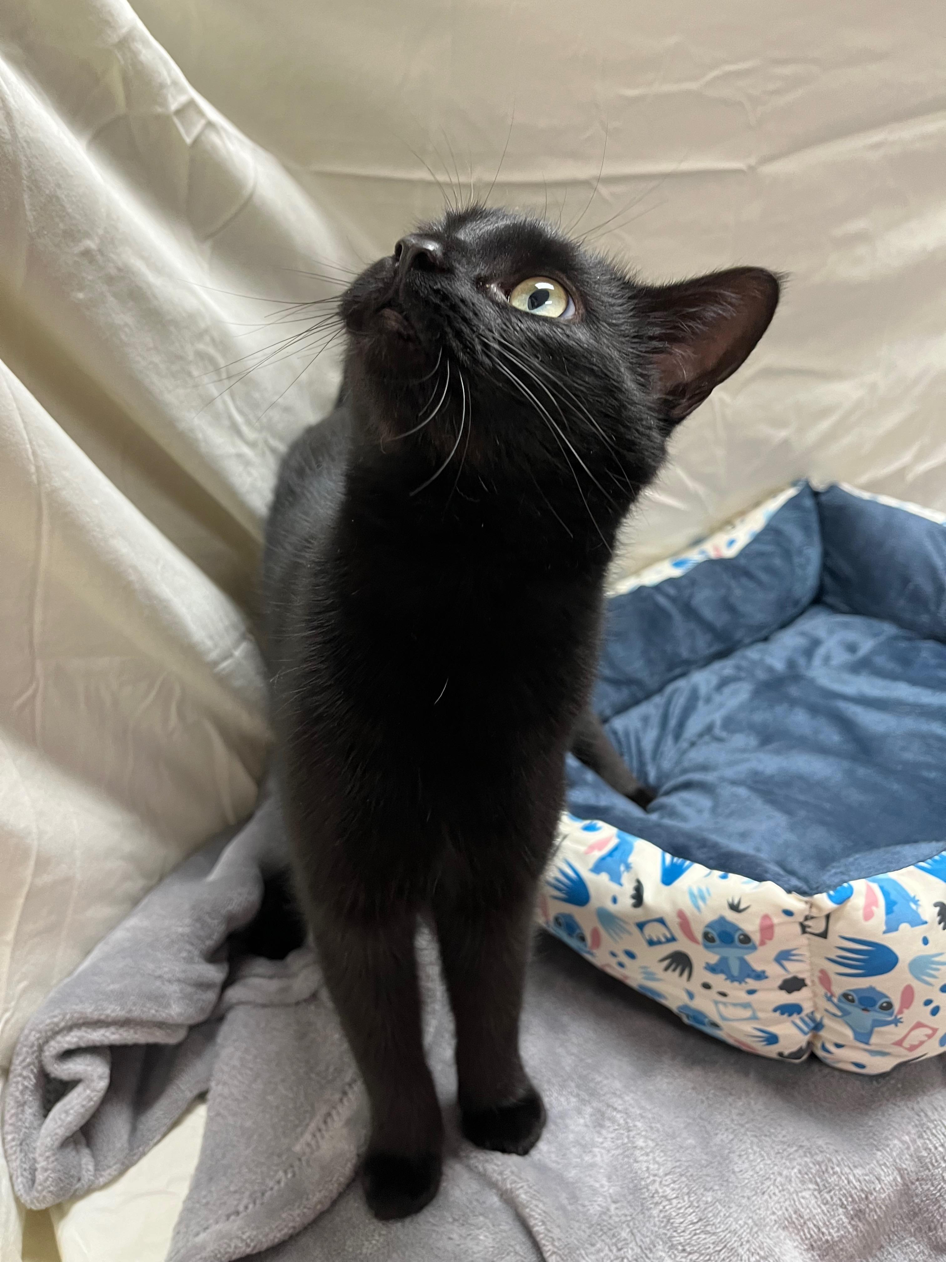 Enlarge Crane, an adopted Domestic Short Hair in Richmond, KY image 5/6