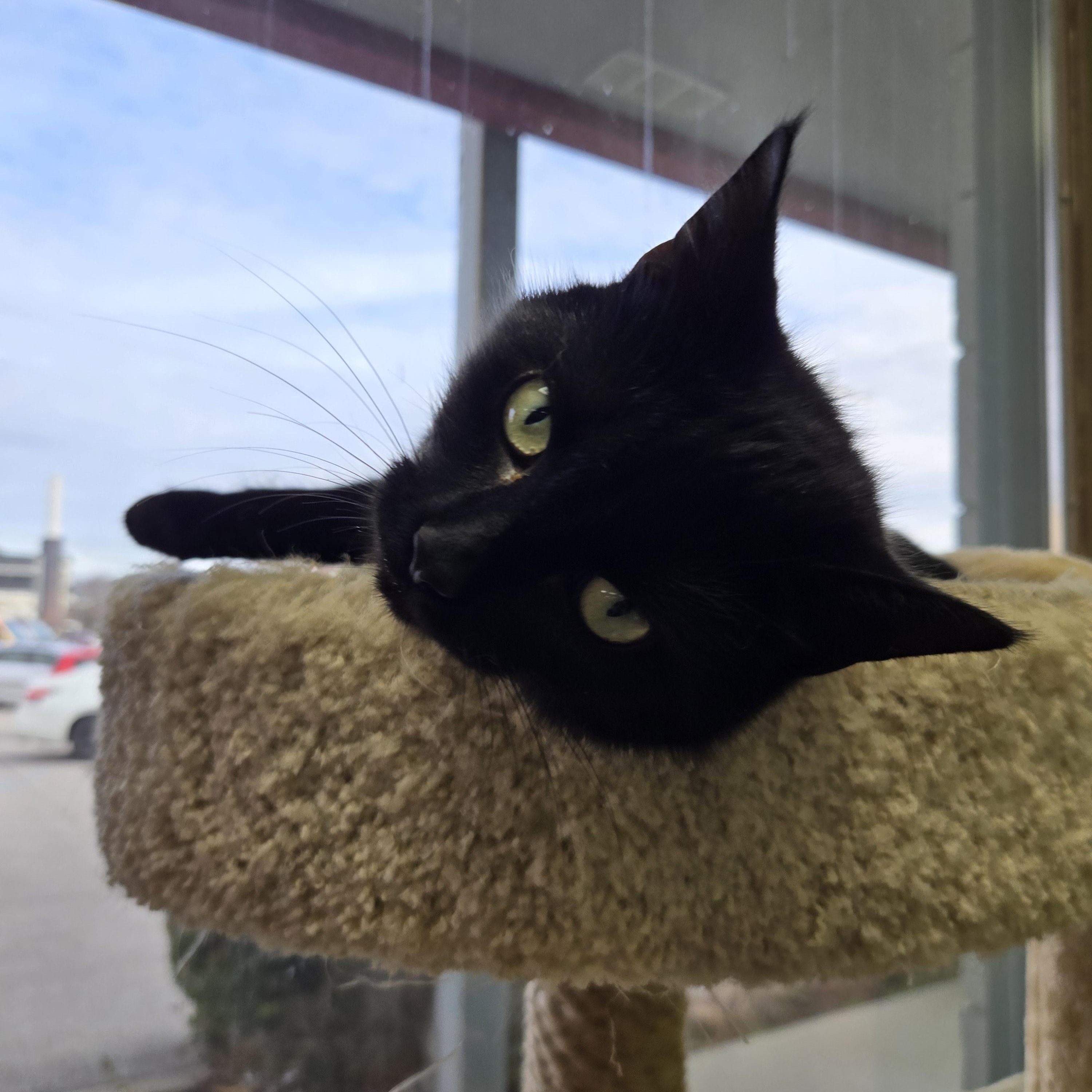 Enlarge Crane, an adopted Domestic Short Hair in Richmond, KY image 2/6