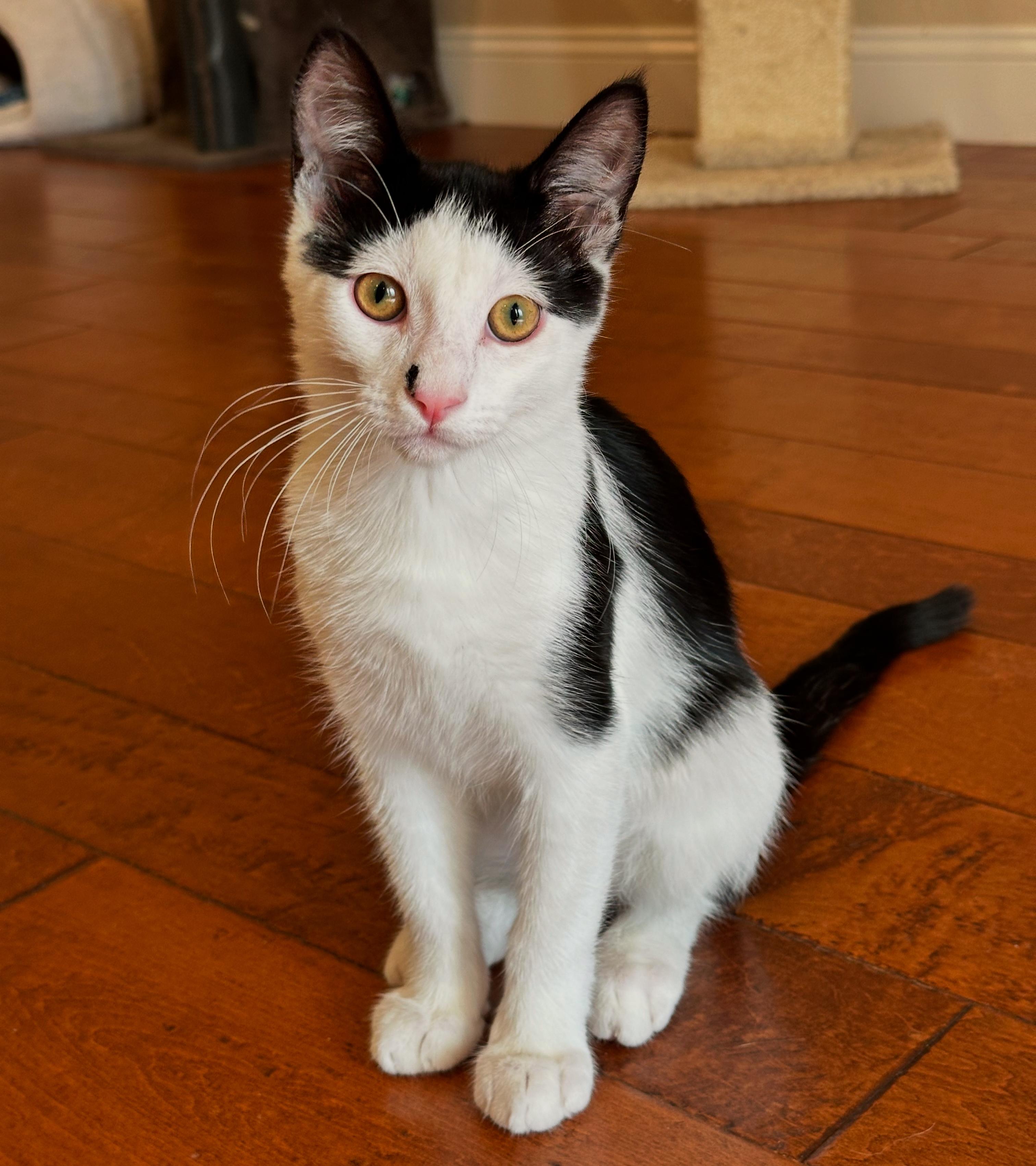 Enlarge Obi-Wan, a Adoptable Tuxedo in Visalia, CA image 1/4
