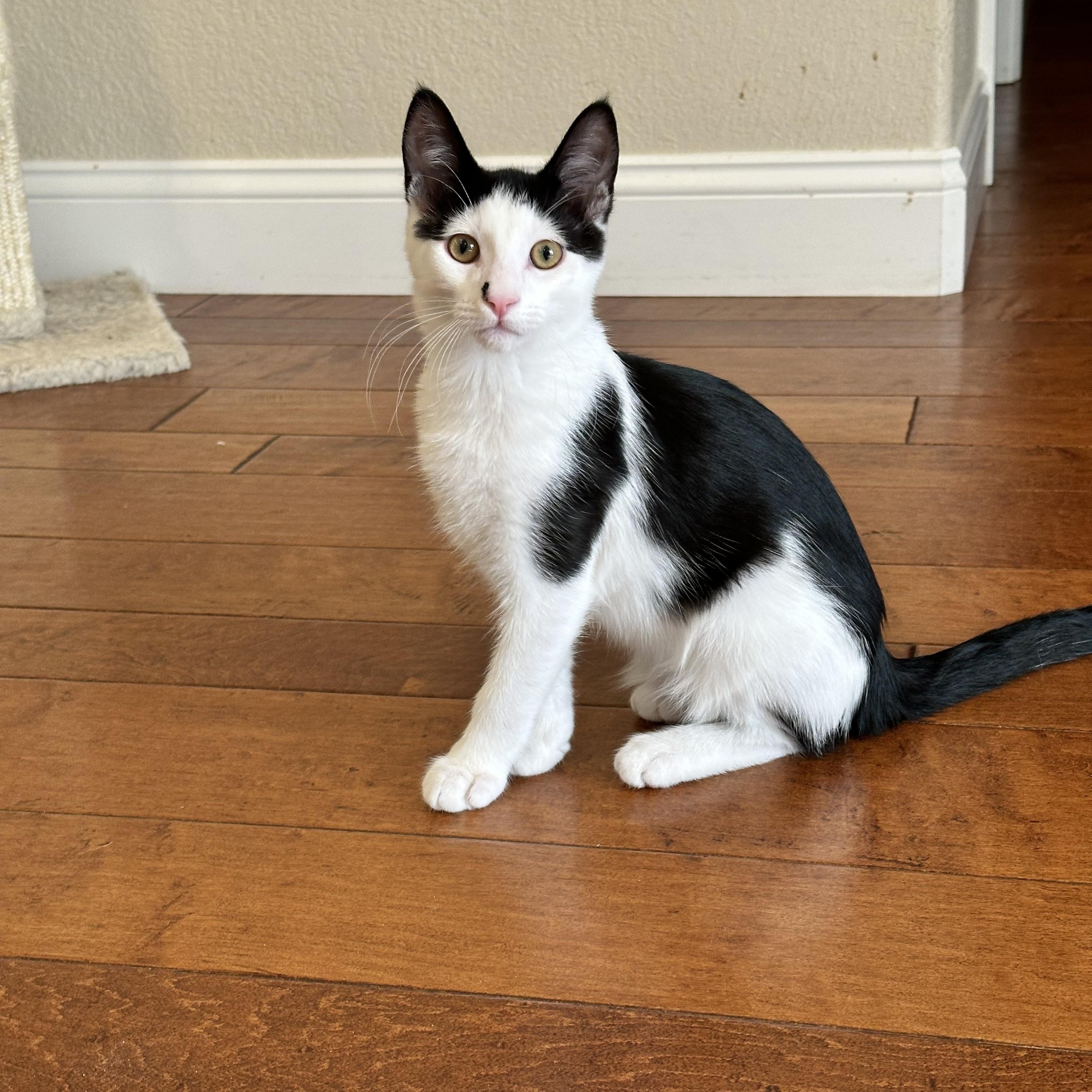 Enlarge Obi-Wan, a Adoptable Tuxedo in Visalia, CA image 2/4