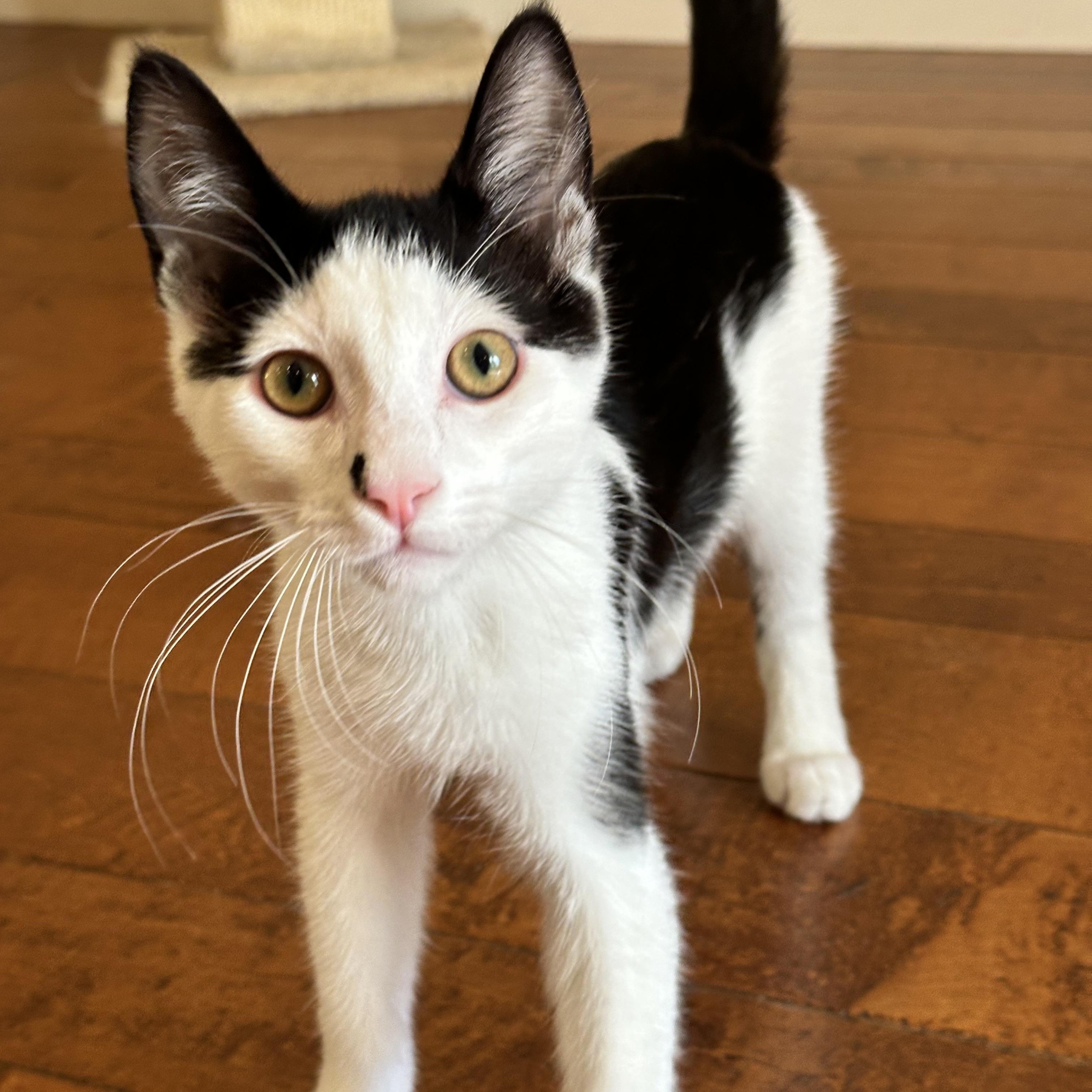 Enlarge Obi-Wan, a Adoptable Tuxedo in Visalia, CA image 3/4