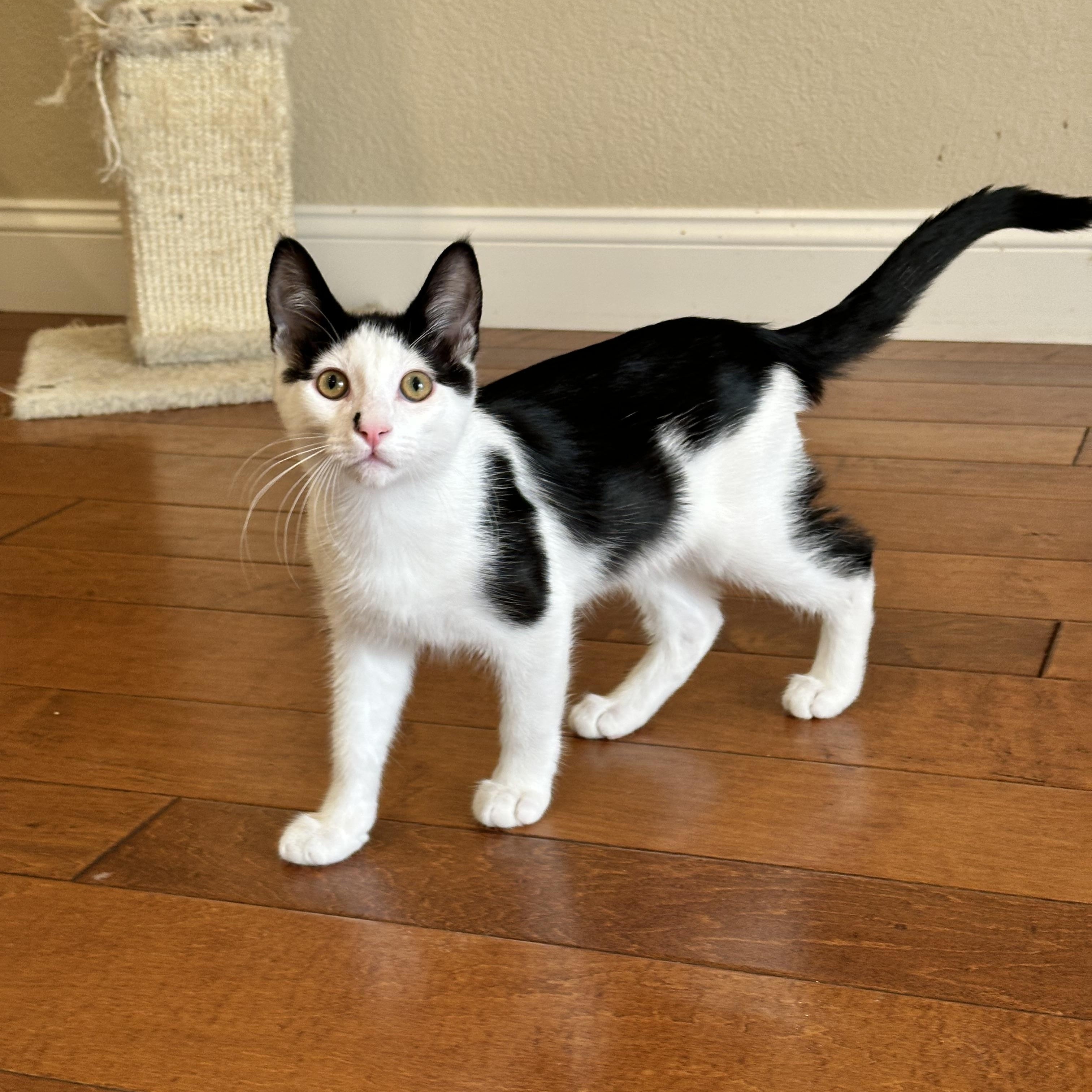Enlarge Obi-Wan, a Adoptable Tuxedo in Visalia, CA image 4/4