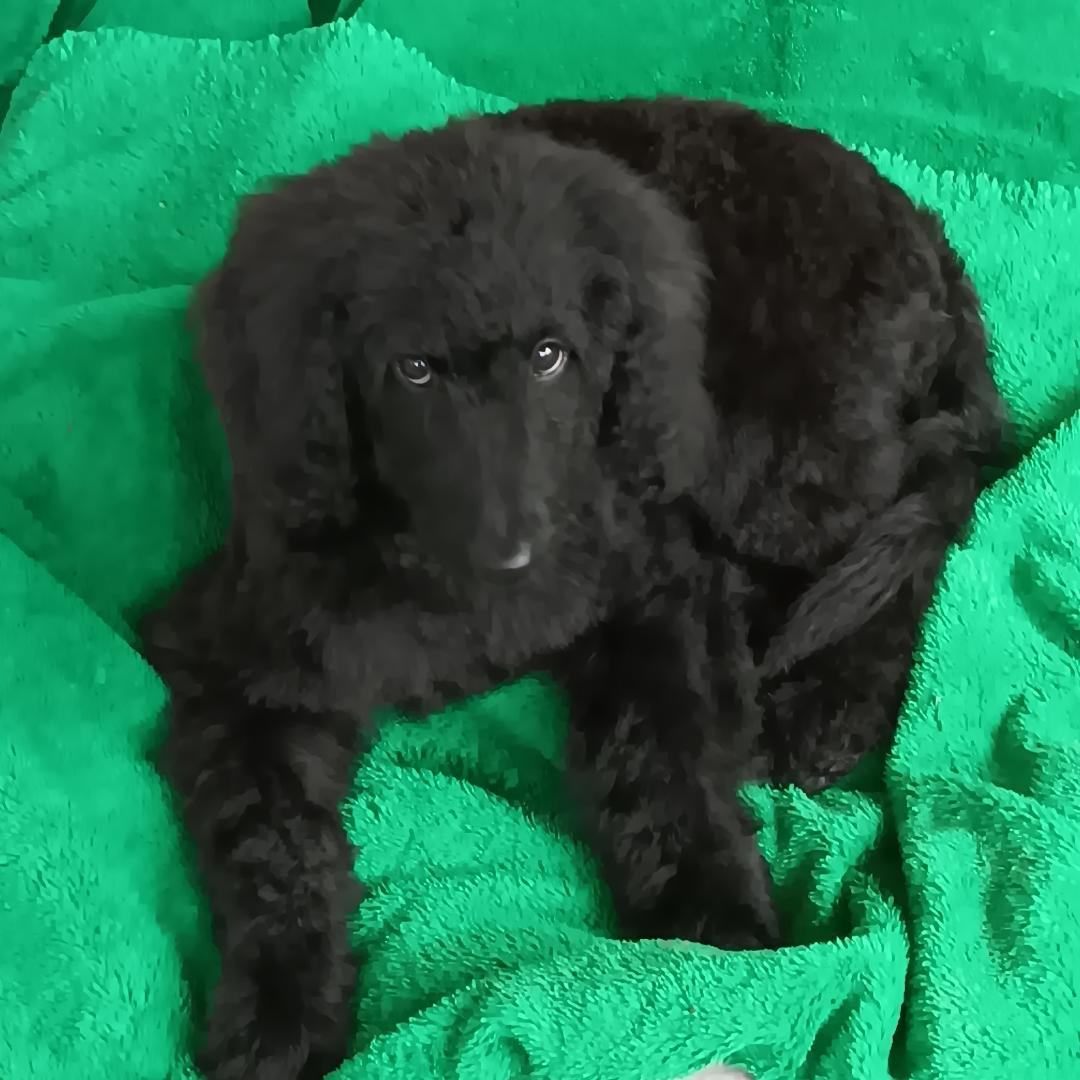 Melanie, Adopted, Puppy Female Standard Poodle & Golden Retriever.