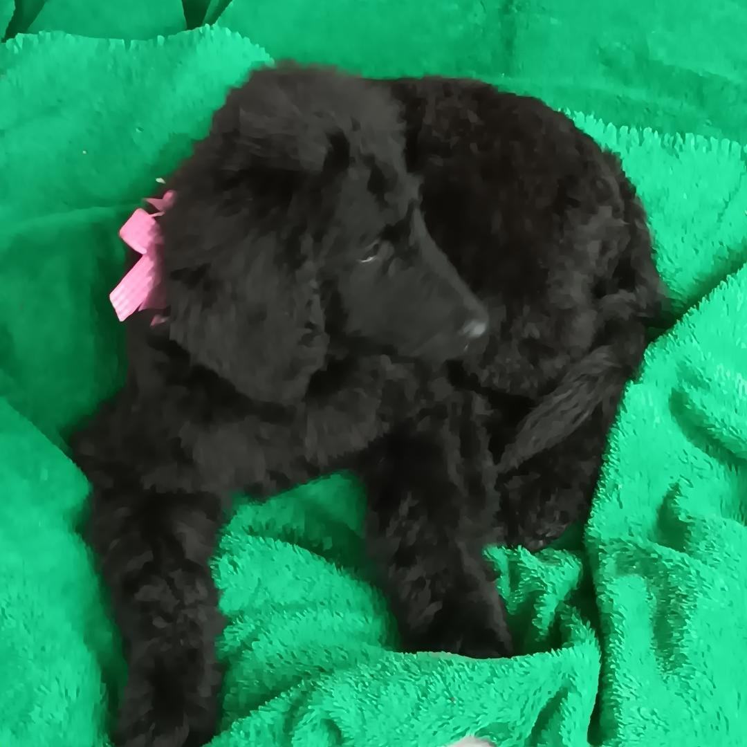 Melanie, a Adopted mixed breed in Bartlett, IL image 2/3