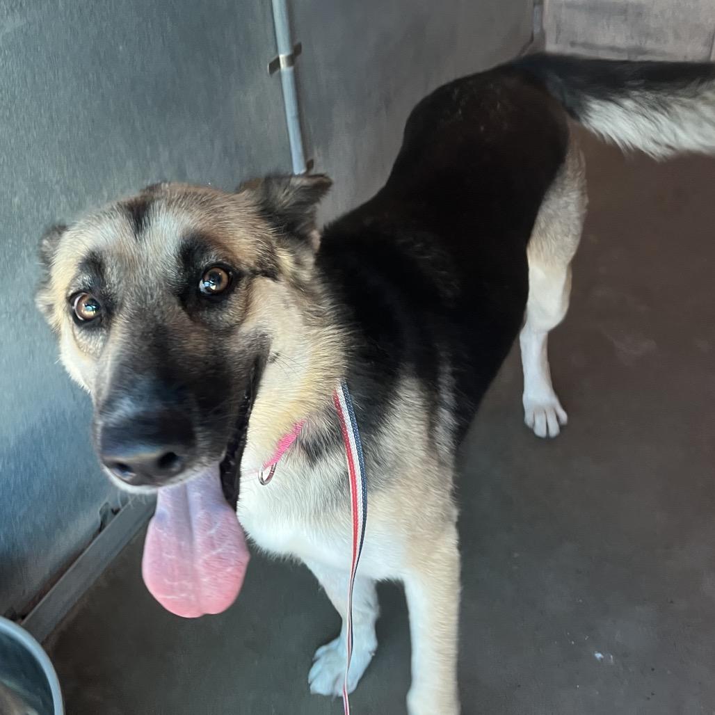Freedom, Adoptable, Adult Female German Shepherd Dog.