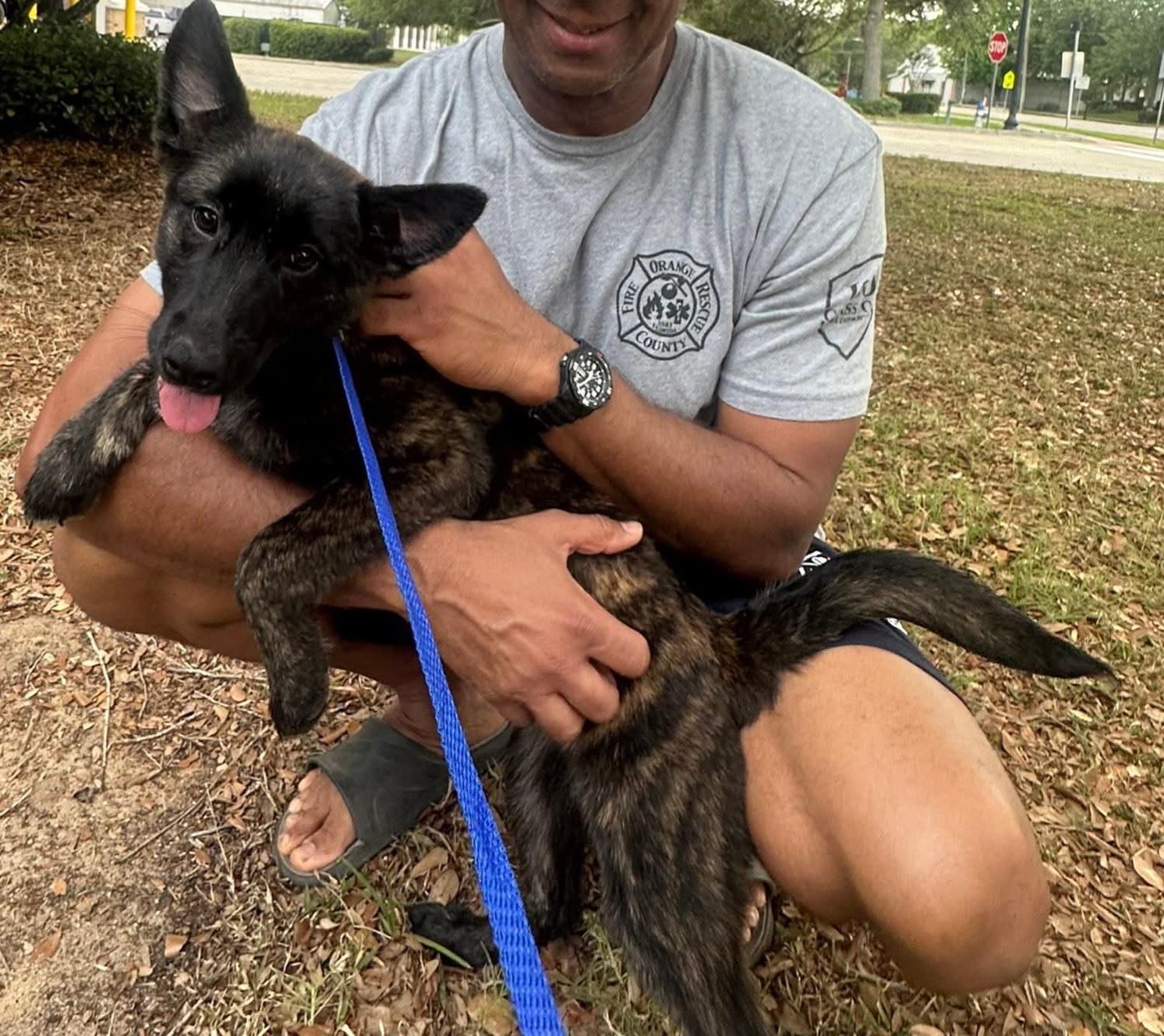 Stevie , a ADOPTABLE mixed breed in Clermont, FL image 2/2